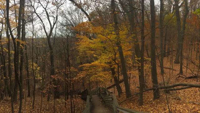 Sanctuary Woods.jpg