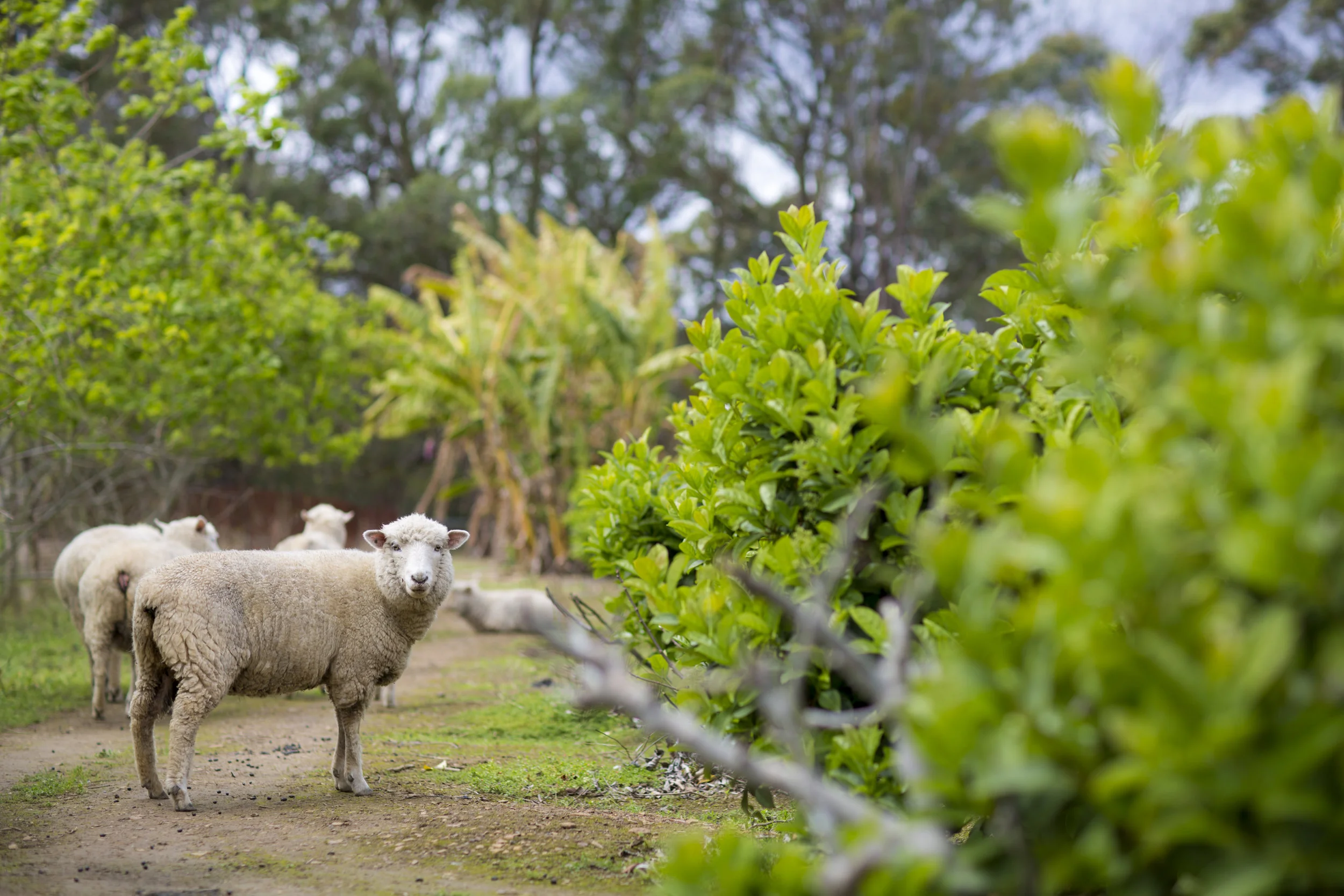 Andrew Robb: China farm export ties that bind