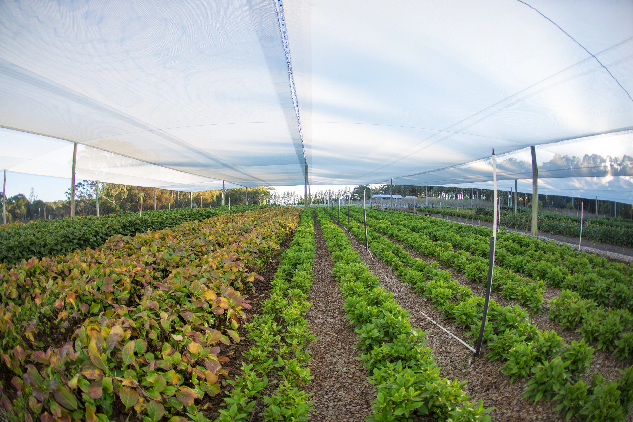 Food investments ‘ripe for picking’ by Chinese