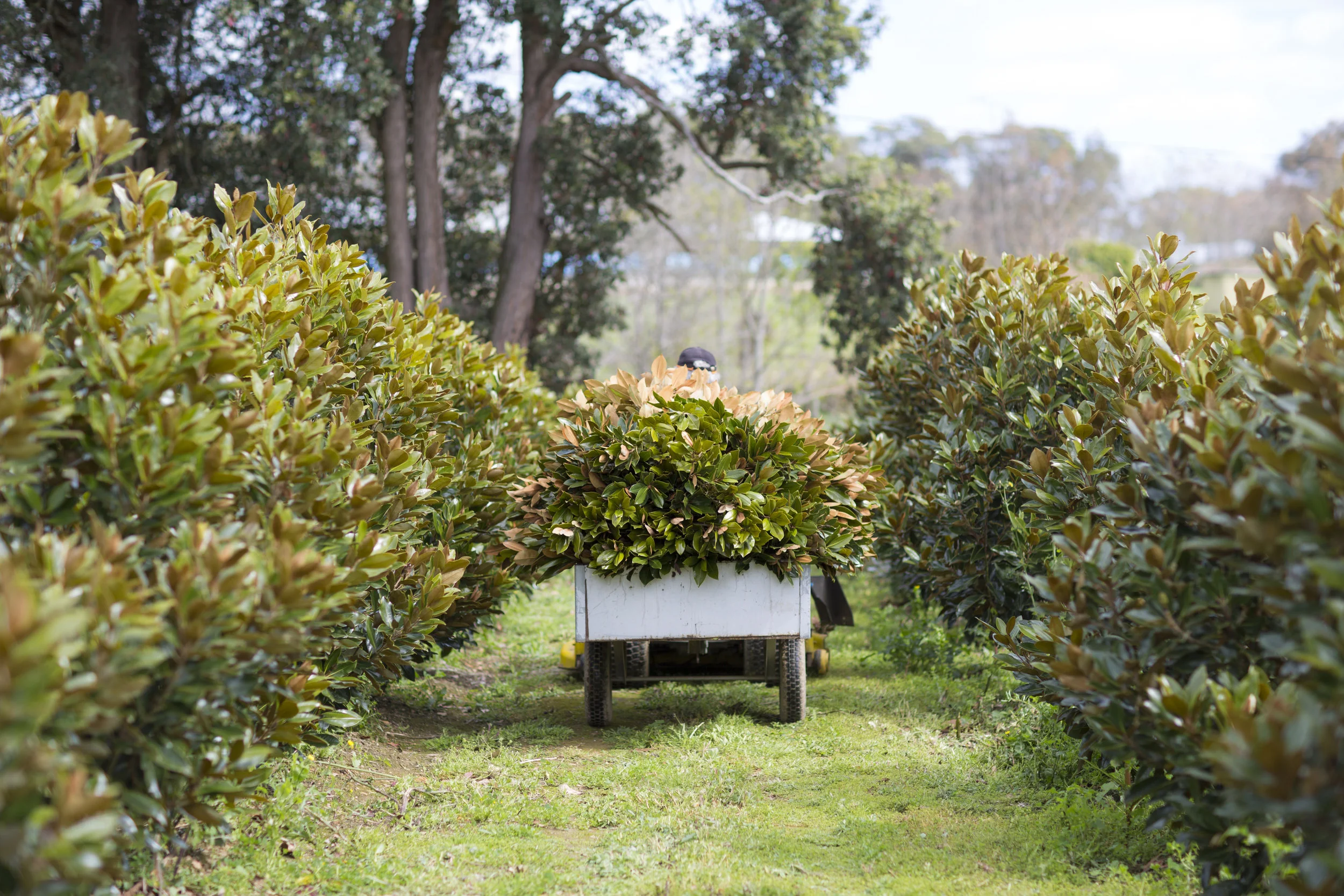 SME growth fund could help unlock Asian century for Australia