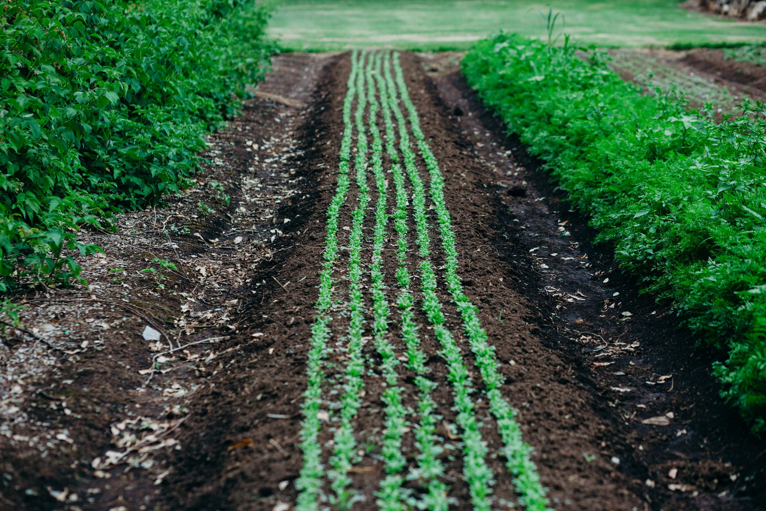 MEDIA RELEASE: Robb Rejects “The Age” Gutter Journalism