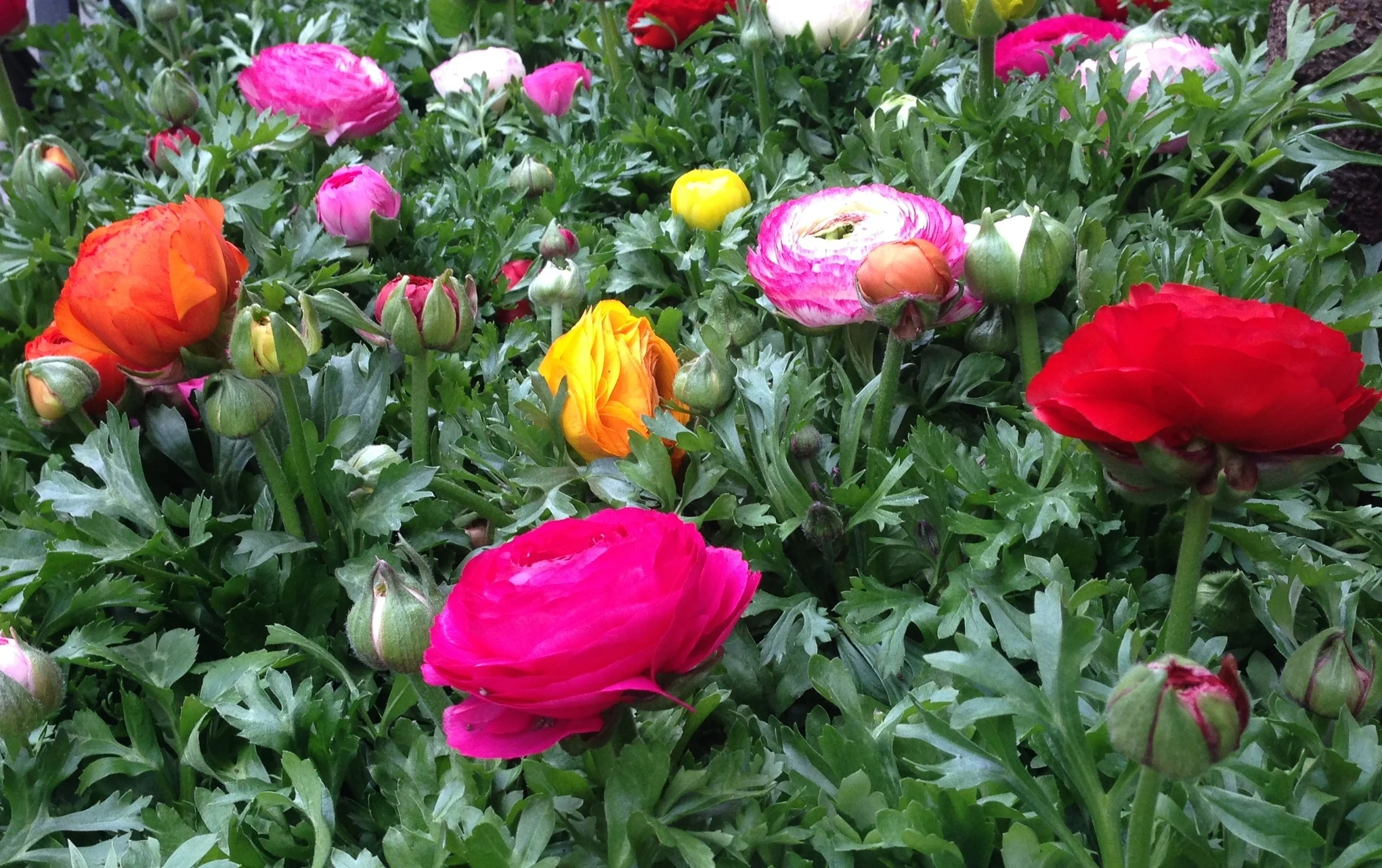 3rd Annual Planting Gardening Party