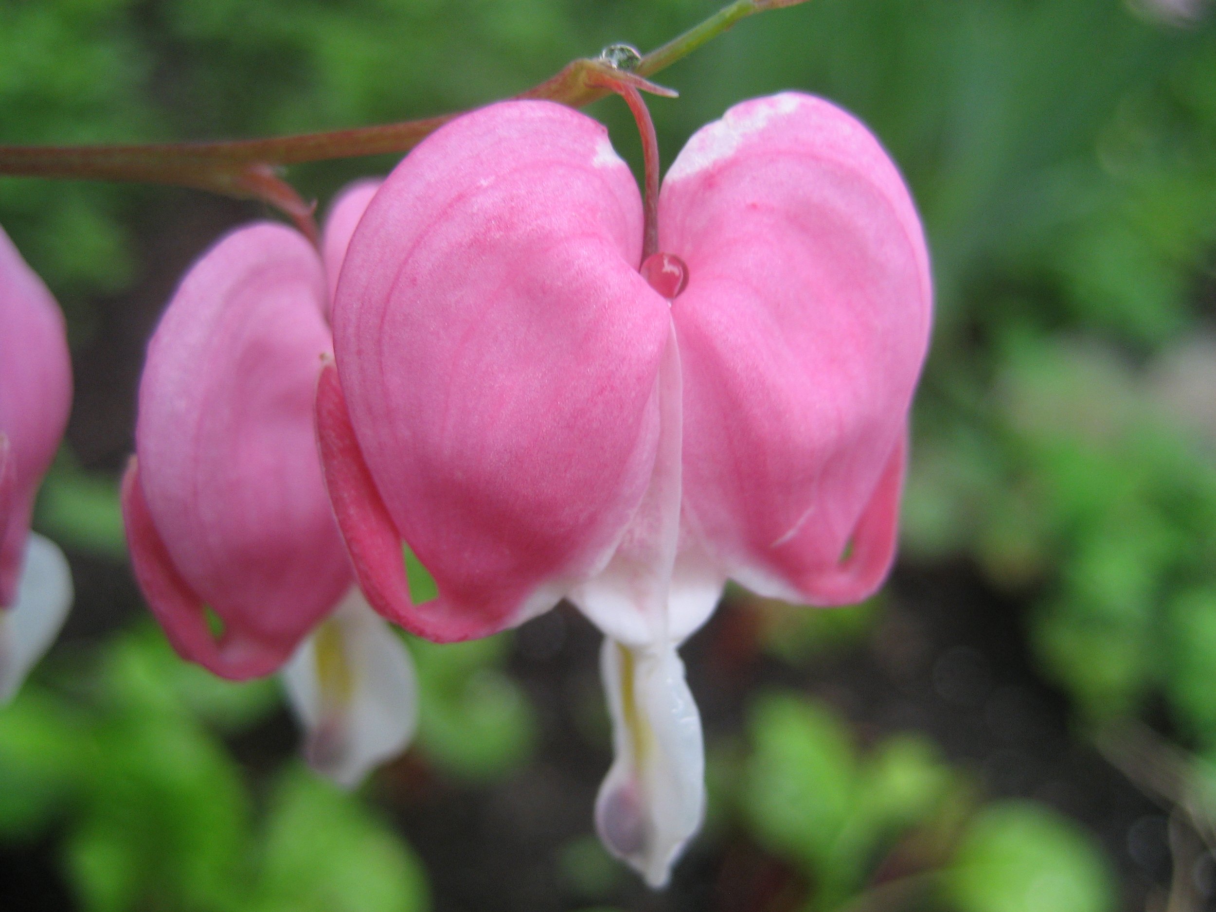 Learning the Language of Plants - A Day of Nature Meditations Part 1