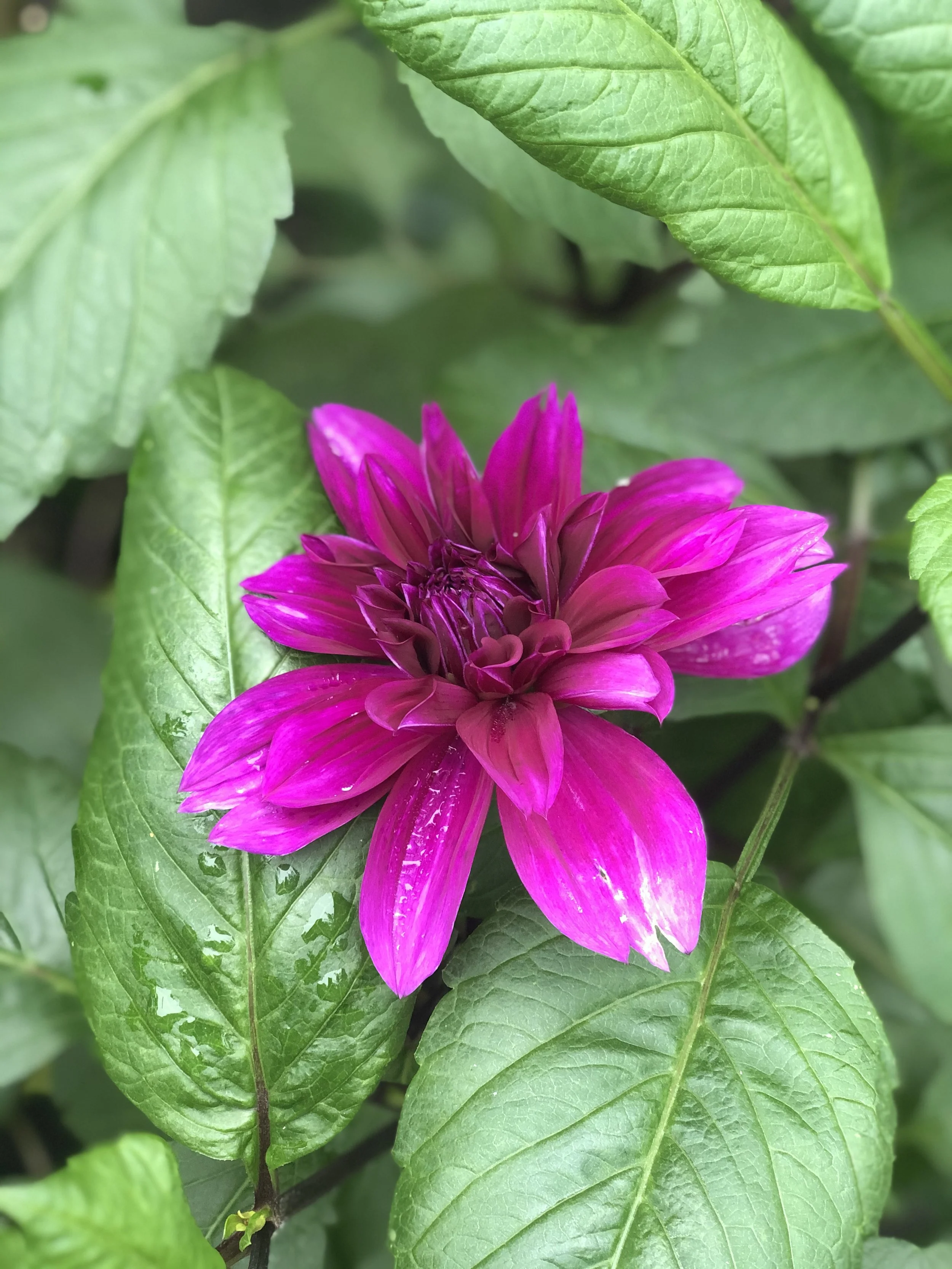 10th Annual Garden Party