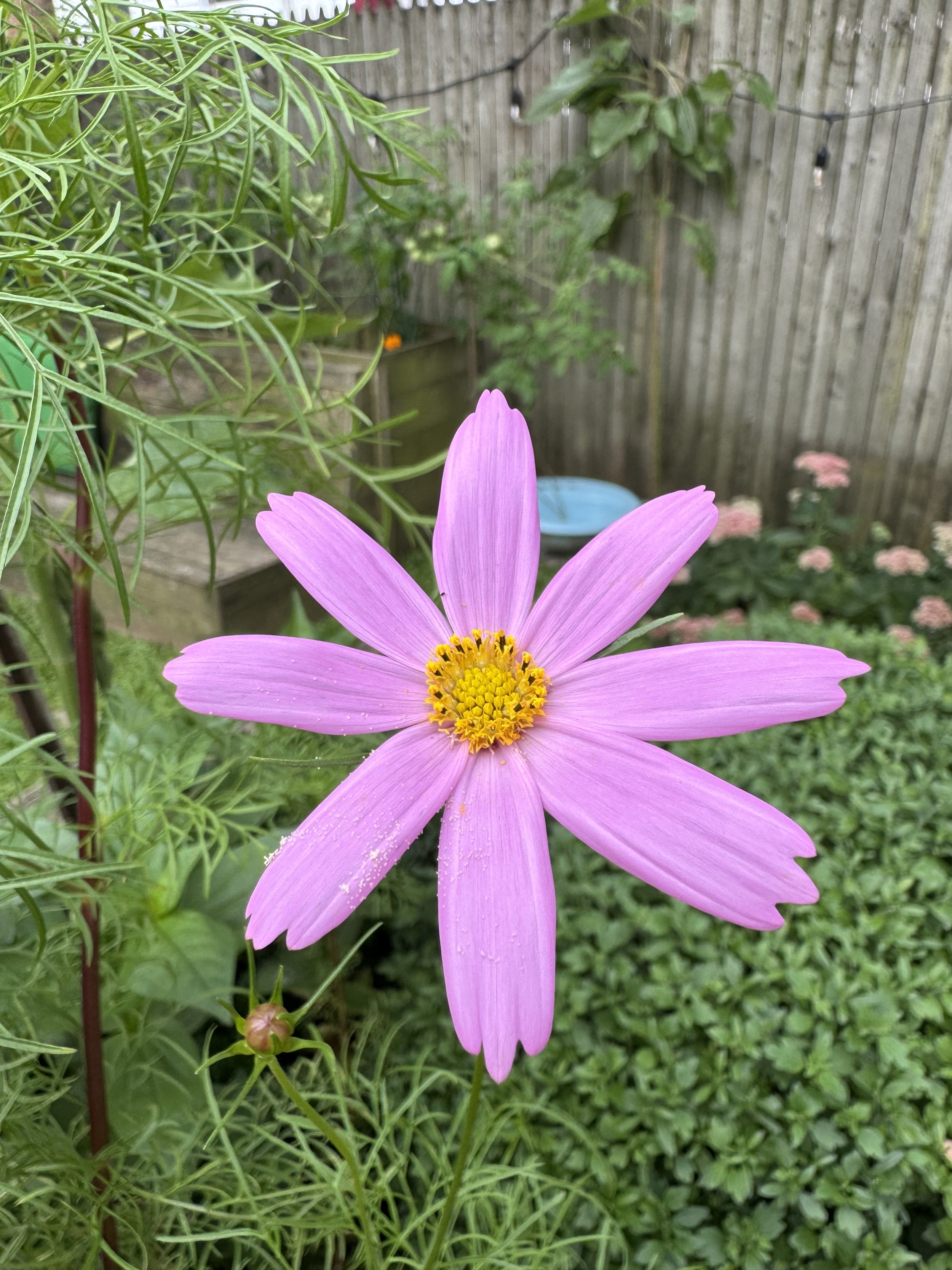 12th Annual Garden Party