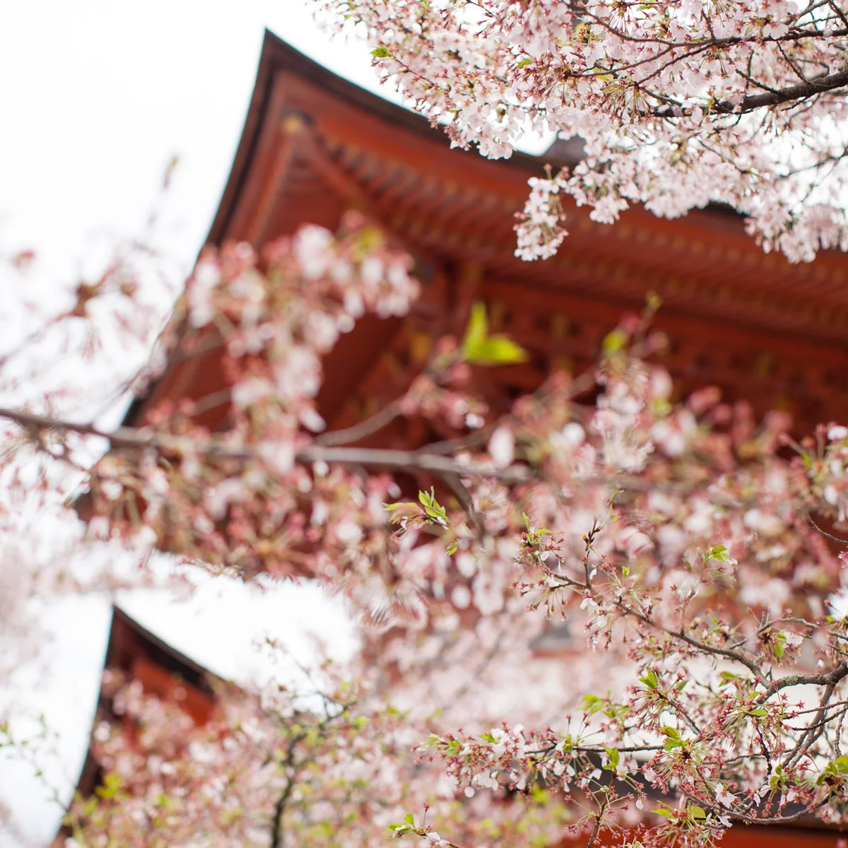 004_Japan.jpg