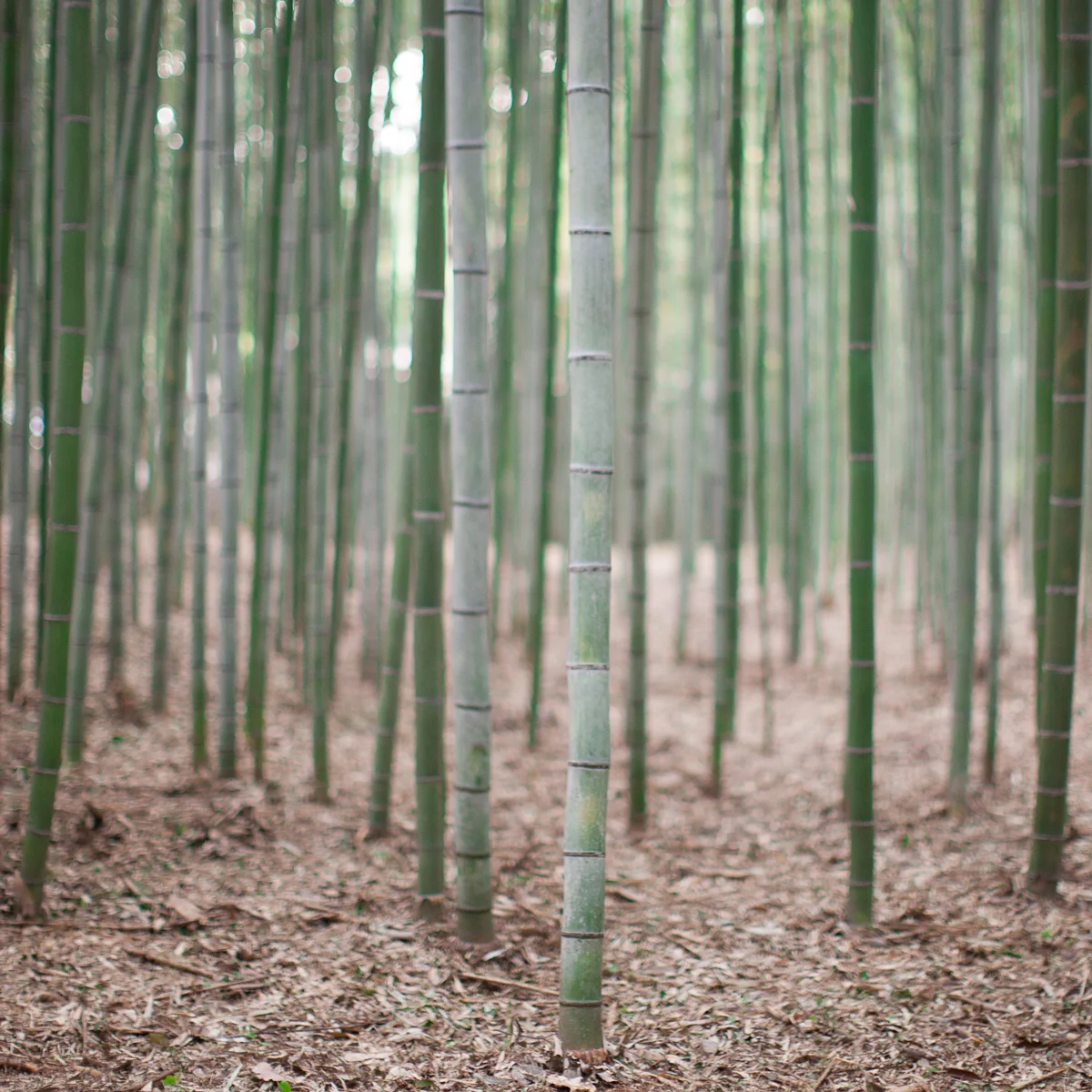 017_Japan.jpg
