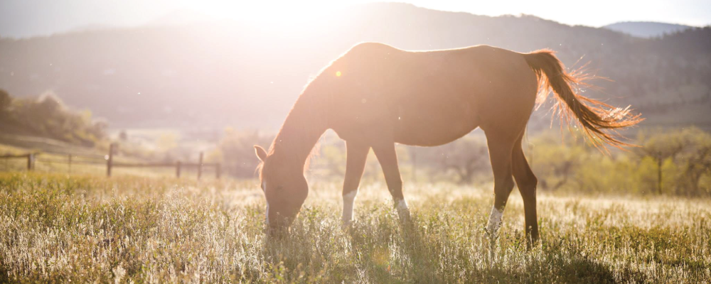   Integrative Equestrian Services    In Boulder County, Colorado    Learn More  