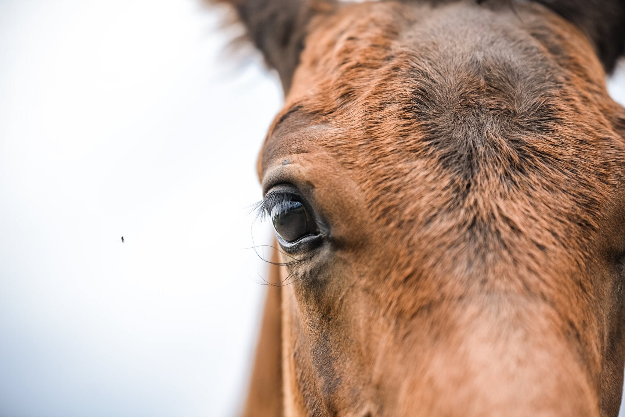 Puck Close Up Eye.jpg