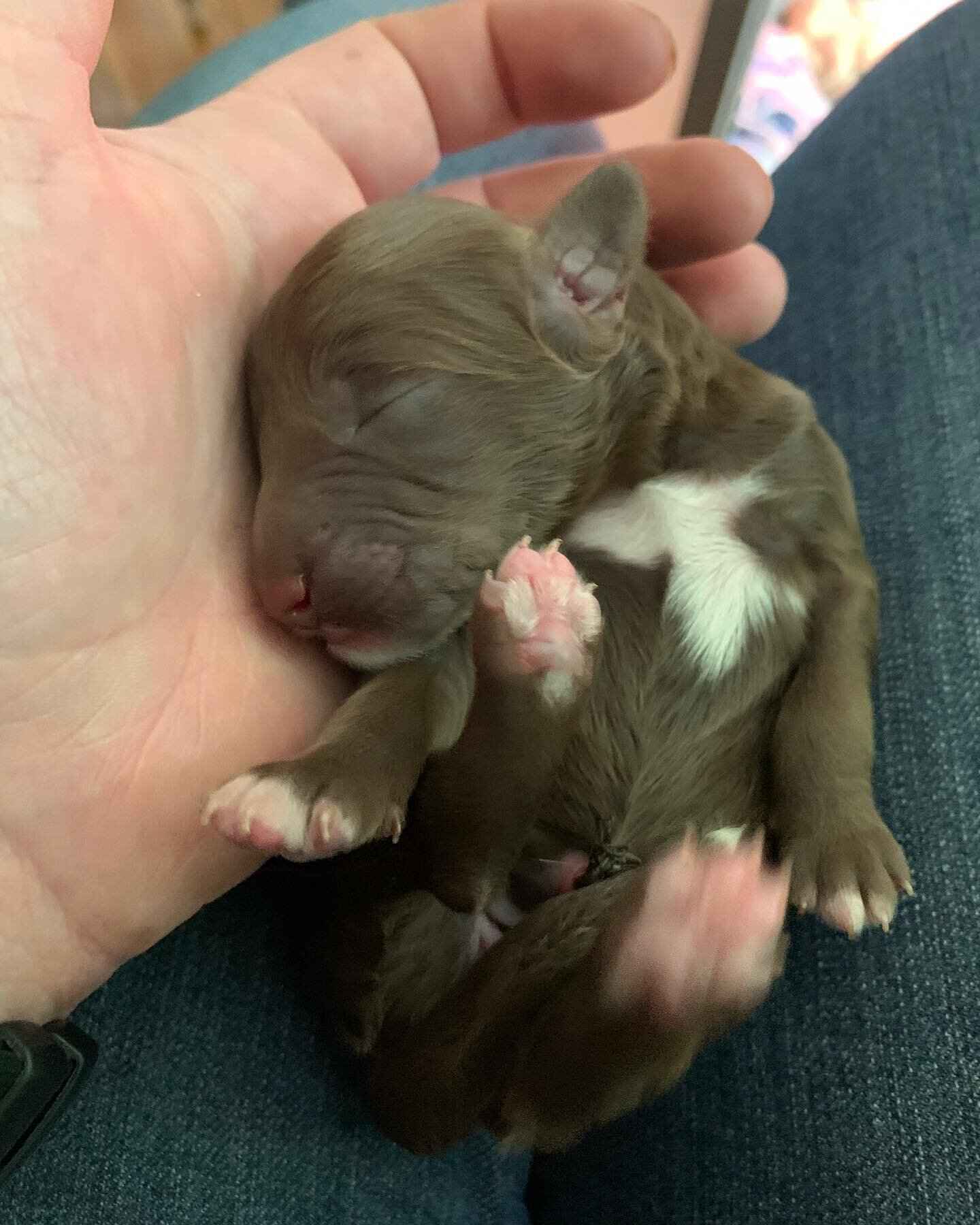 Galadriel: Female, Chocolate with White Markings