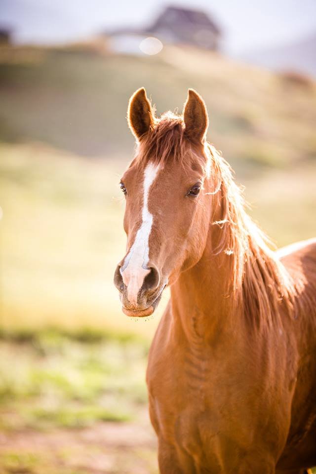 SW Dolce de Leche aka "Satine"