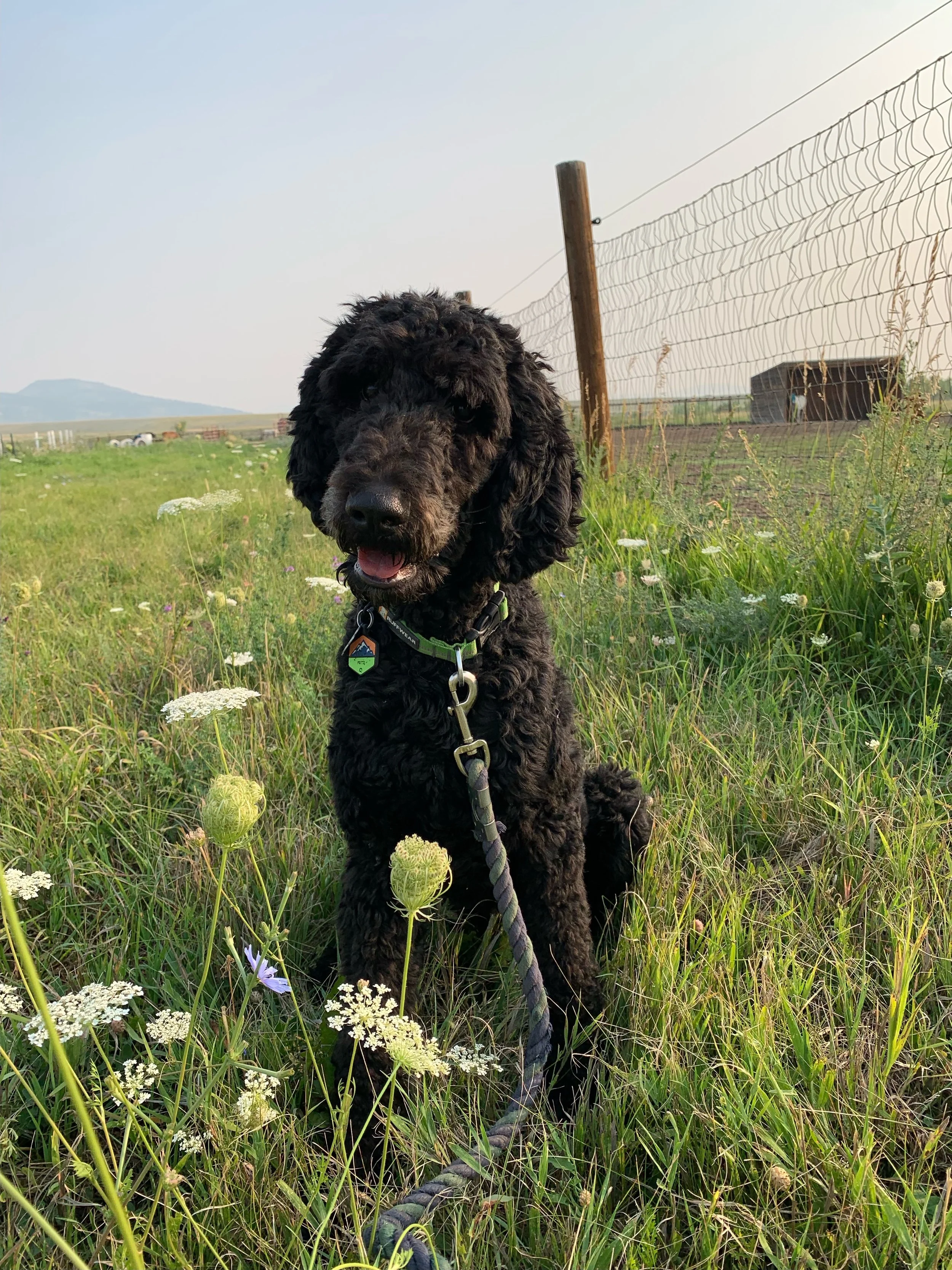 Fritz in the flowers.jpeg