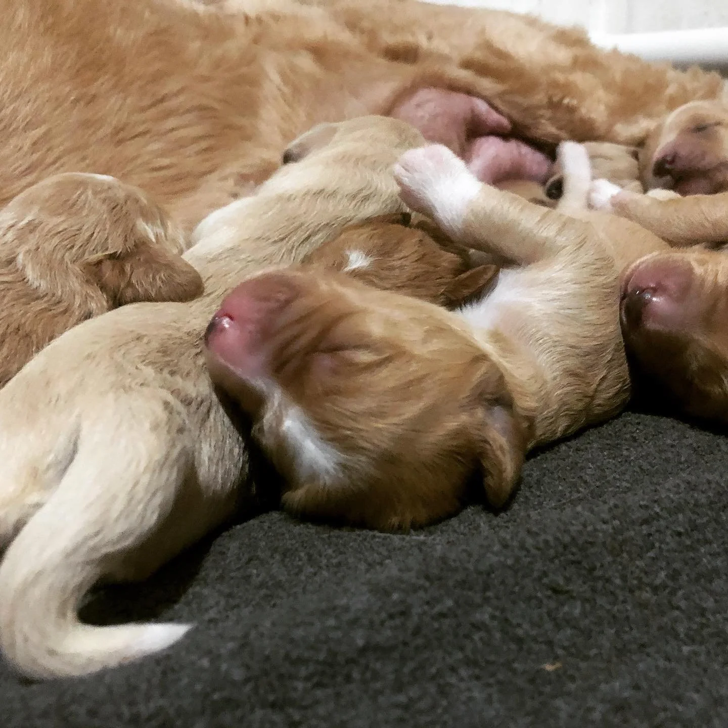 puppypile2.jpeg