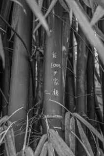 _DSC4438_1852.jpeg