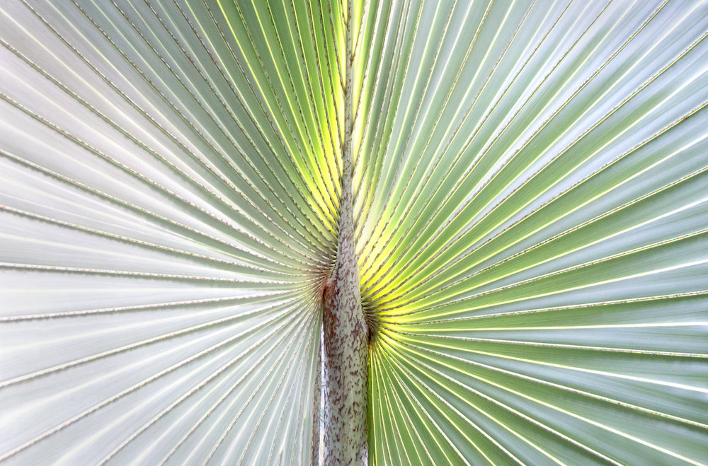 Palm Frond at Gardens by the Bay