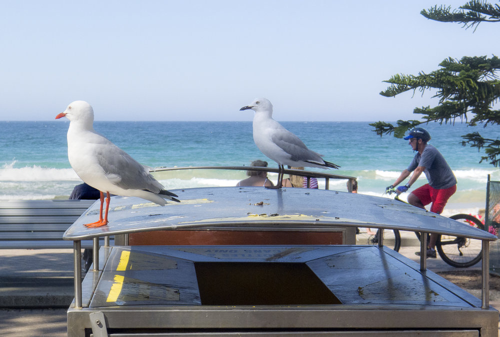  These aggressive gulls later tried to steal my sandwich. 