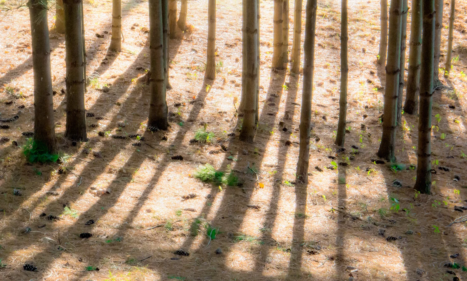 Pine Grove Hopkinton, MA