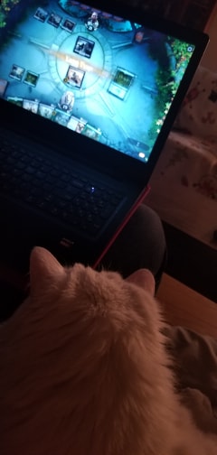 arena cat.jpg