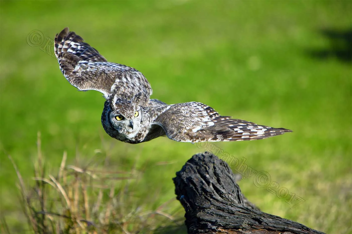 2FDI9304 owl edit©.jpg