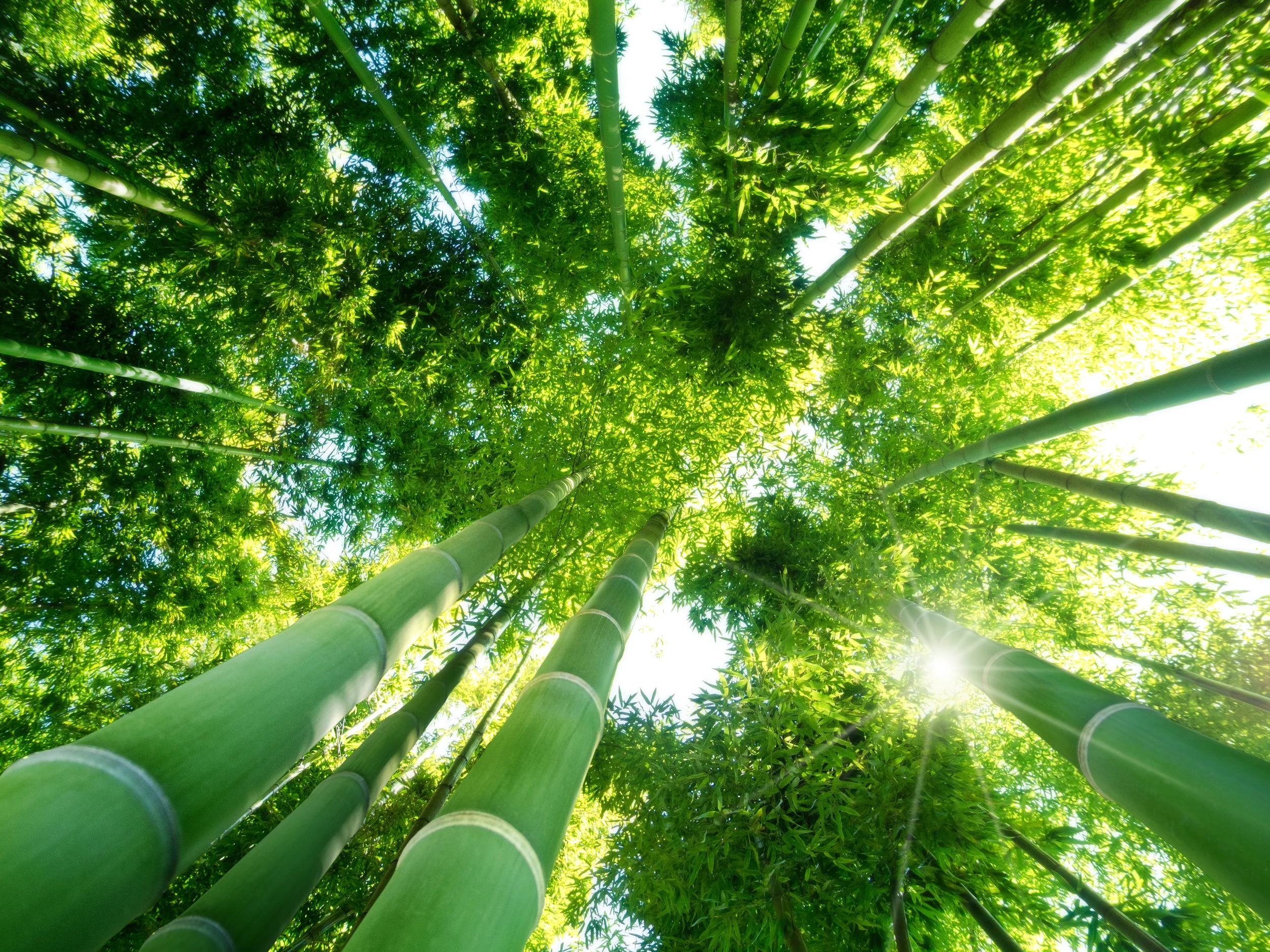 You Are Like Bamboo