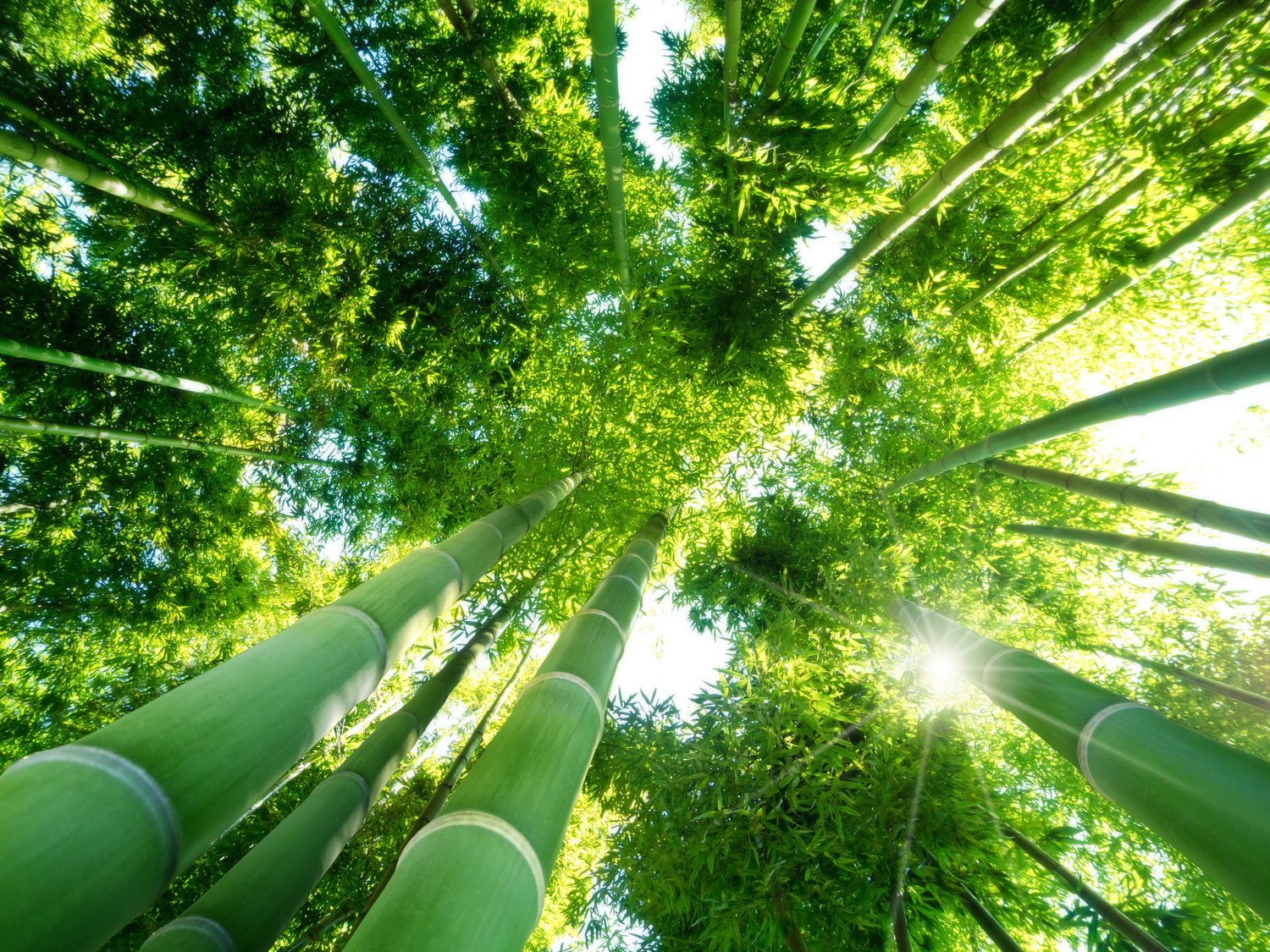 Do you do bamboo? - More Than Just a Gift