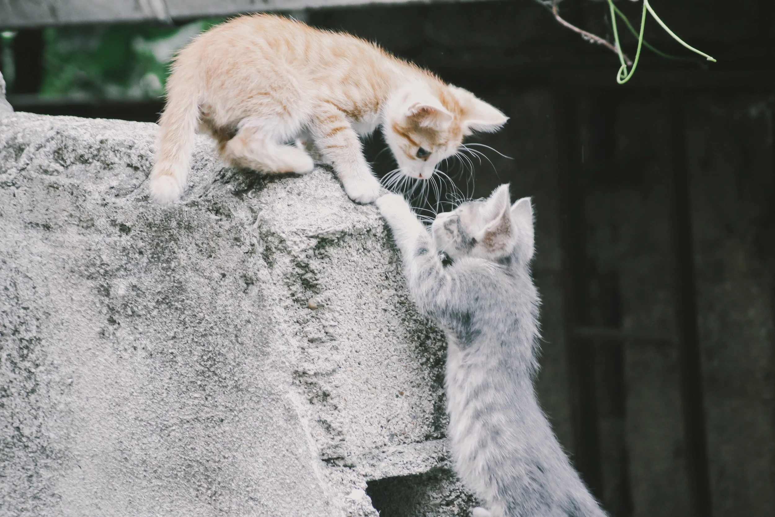 Let's be Super Allies: Three Paths to Allyship