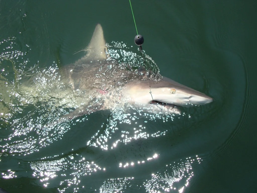 Trophy Shark
