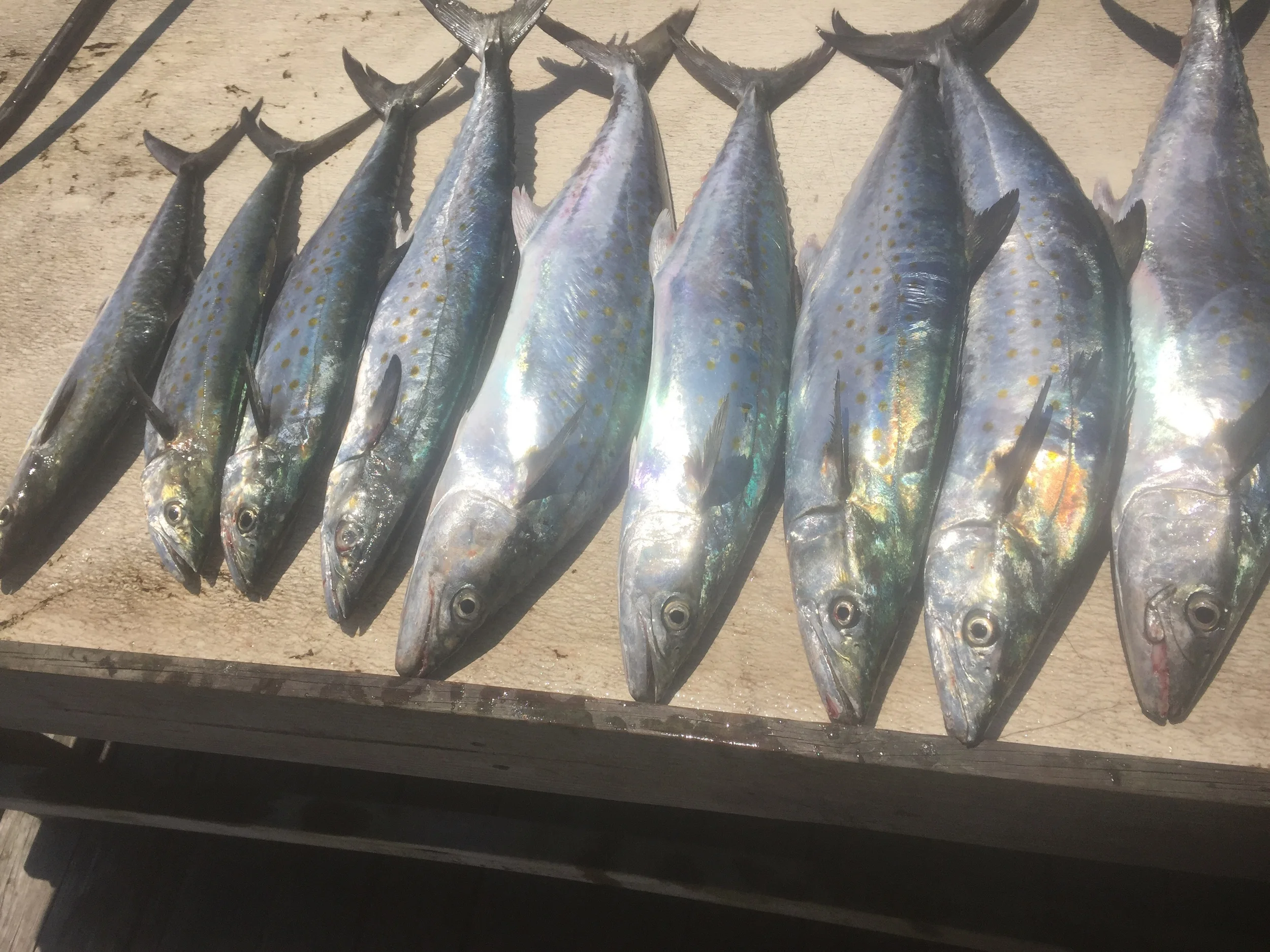Hilton Head Charter Fishing