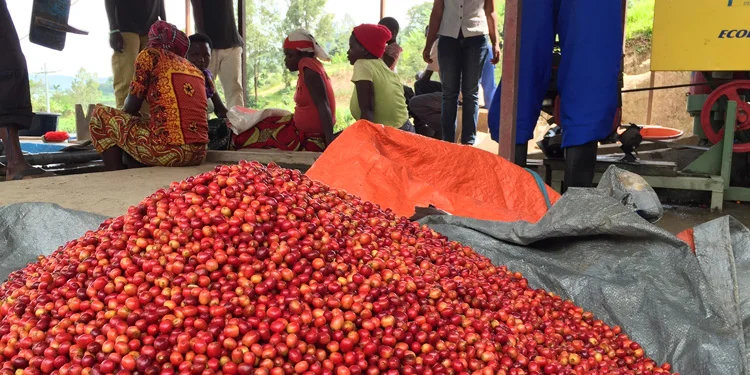 rwanda-cyondo-washing-station
