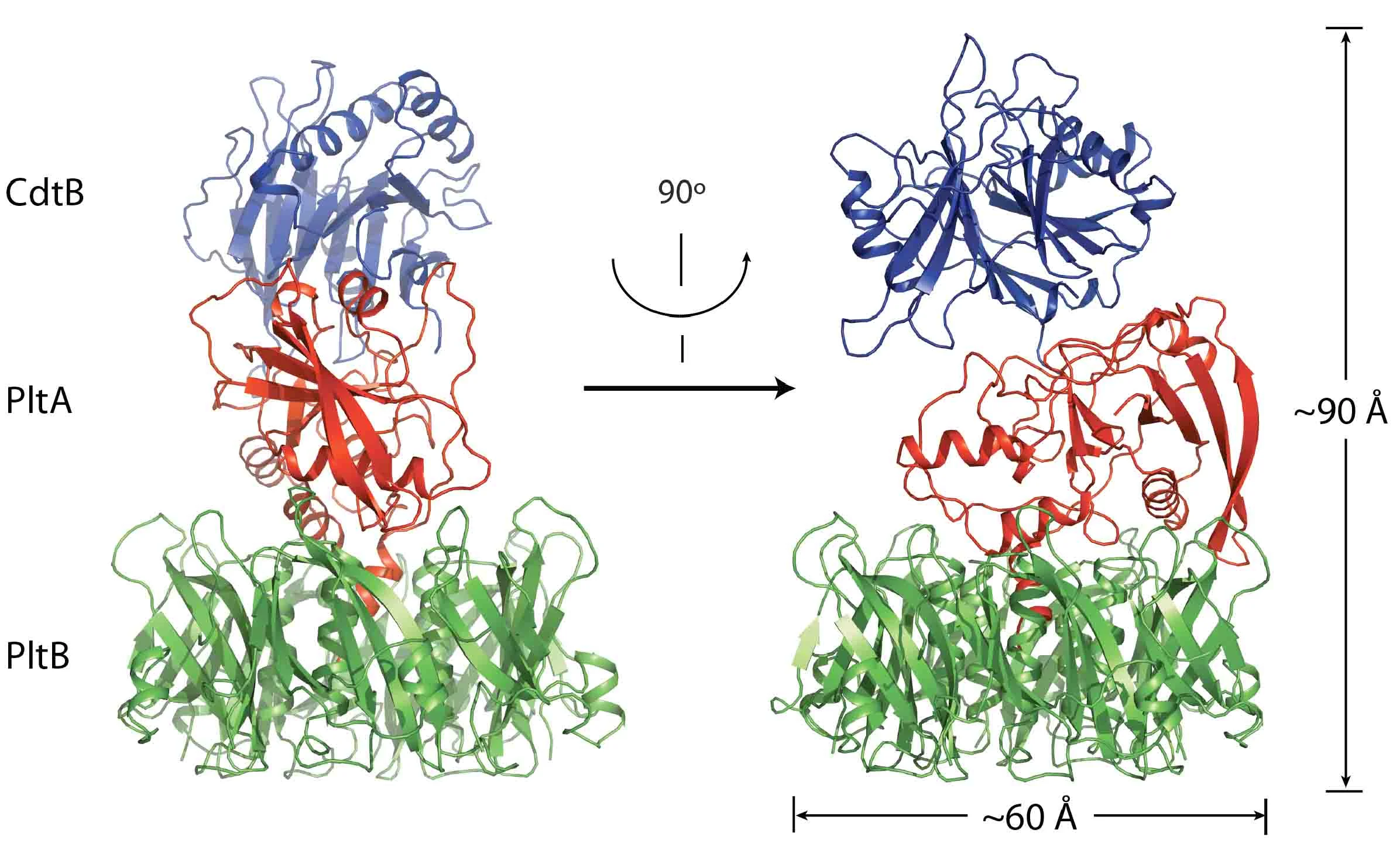 Fig. 3. Atomic structure of typhoid toxin.