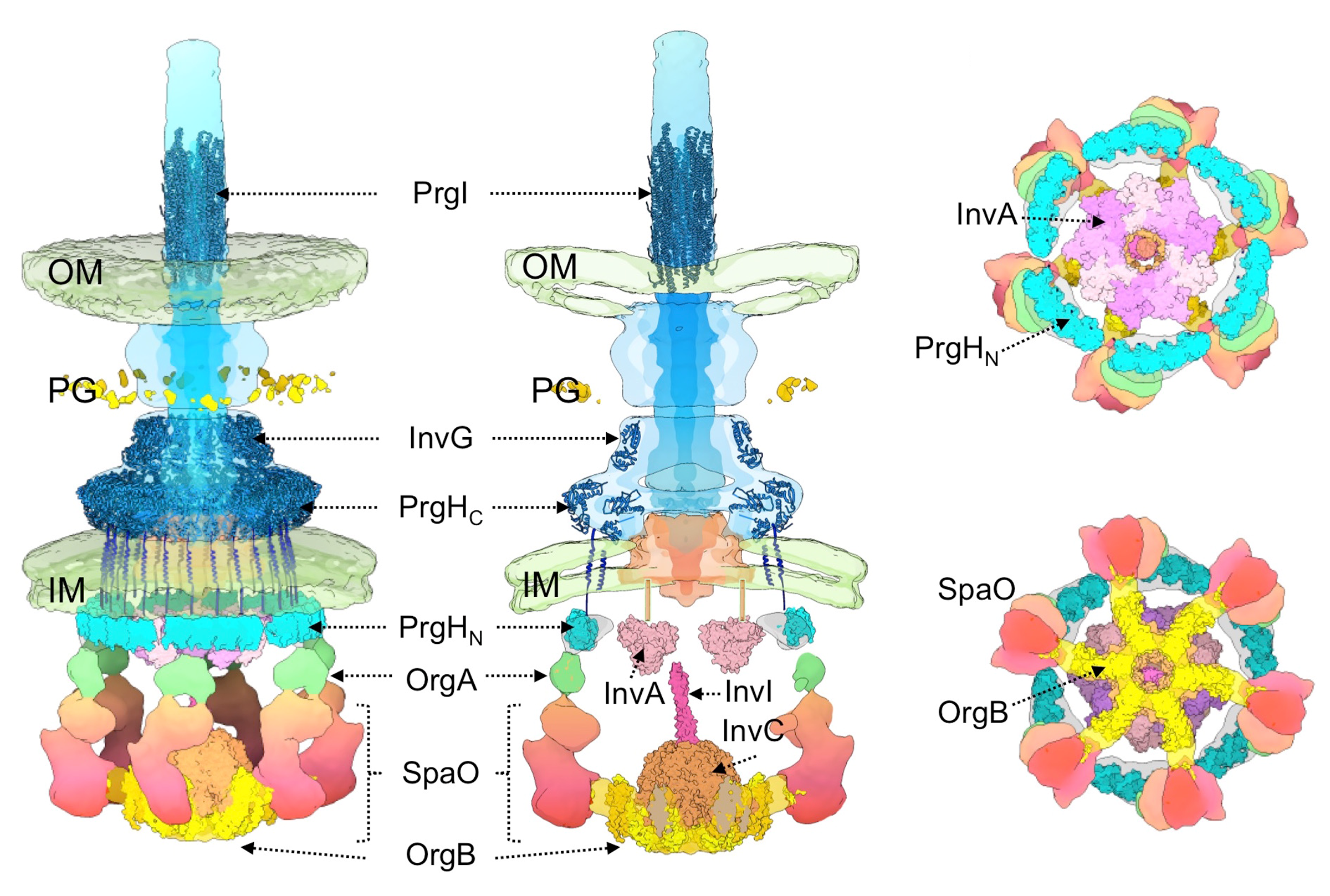 Fig. 1. Molecular model of the organization of the entire T3SS machine in situ . The available (or modeled) atomic structures of different components have been fitted into the structure. The location of the outer membrane (OM), inner membrane (IM), and peptidoglycan (PG) of the bacterial envelope are indicated.