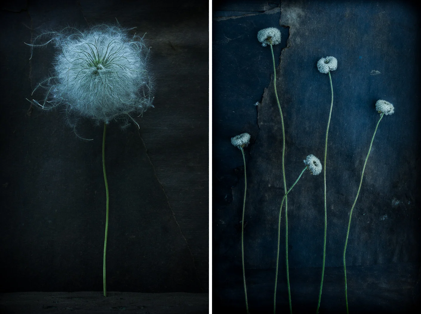 ellen_brodylo_ive_seed_pods_duet.jpg