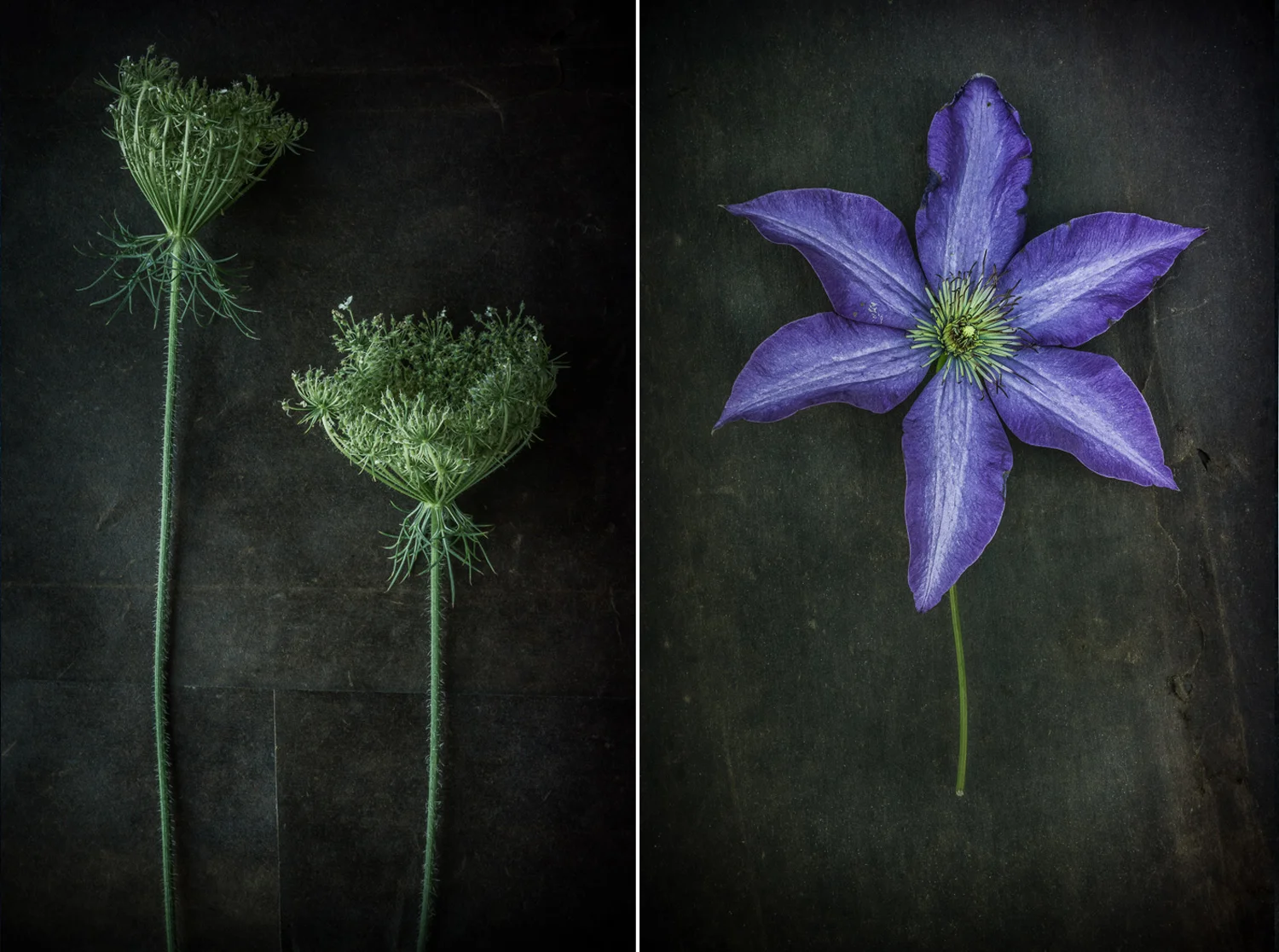 Queen Anne Lace+Clematis