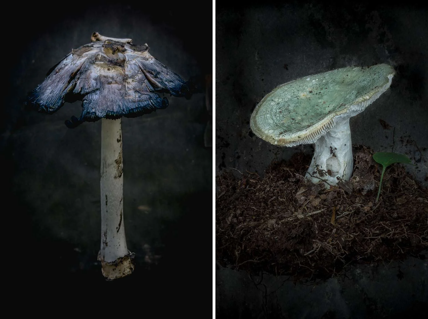 ellen_brodylo_bluegreen mushroom_duet.jpg
