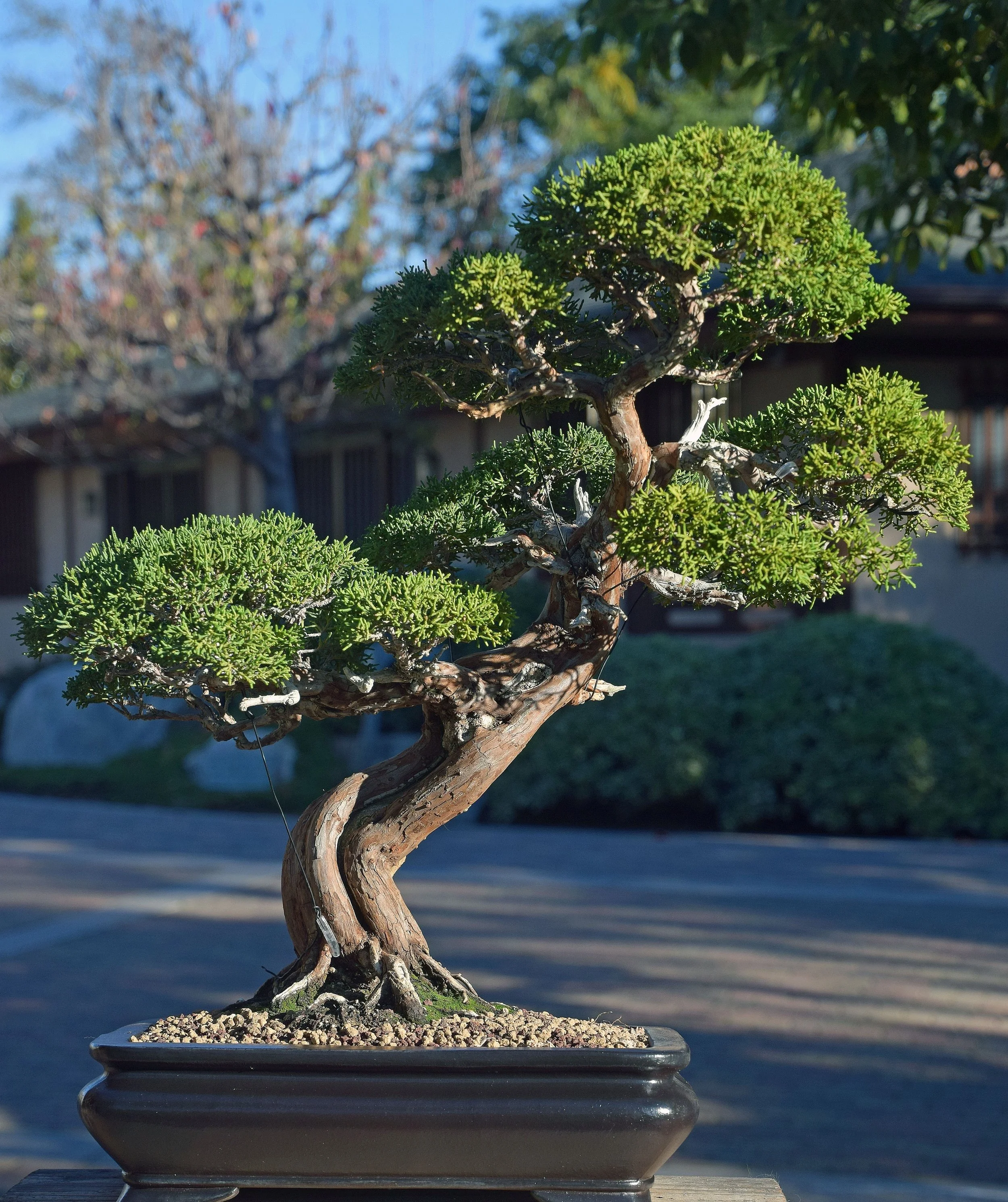 Bonsai Collection — Japanese Friendship Garden