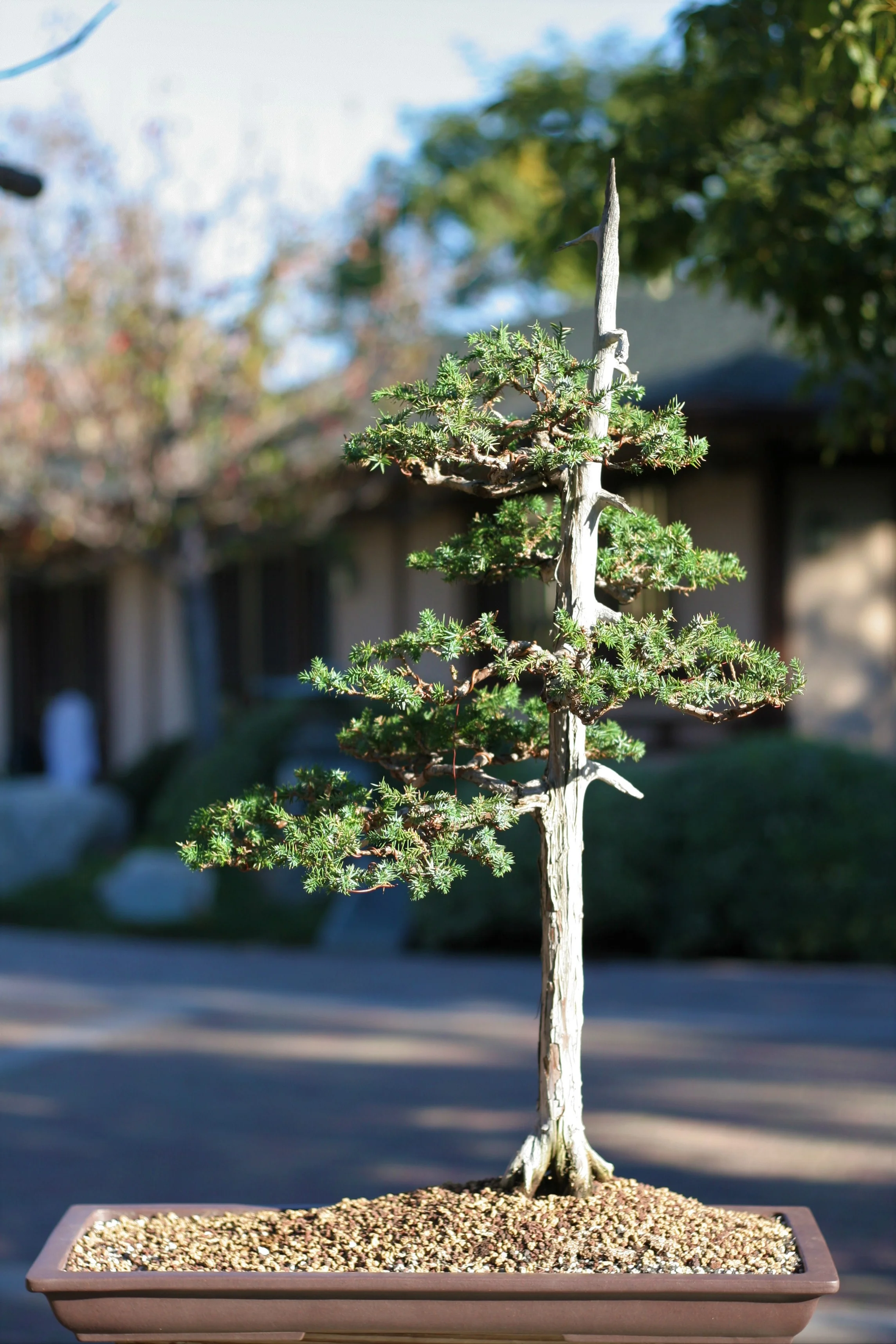 Bonsai Collection — Japanese Friendship Garden