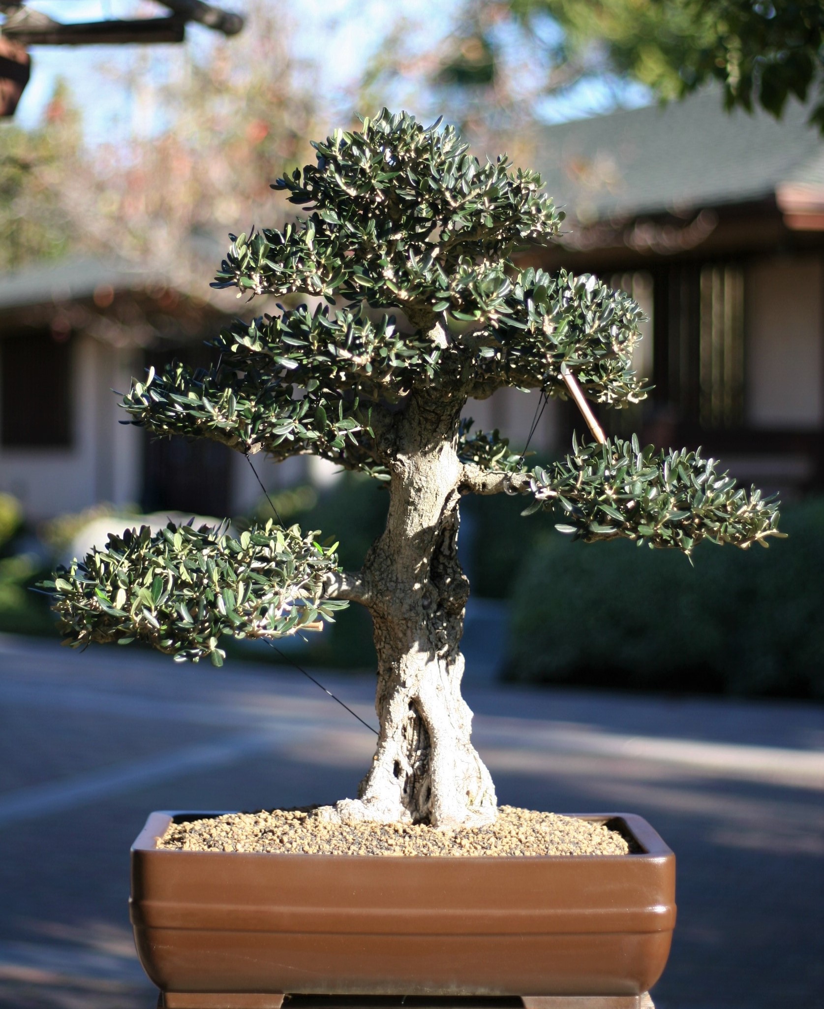Bonsai Collection — Japanese Friendship Garden