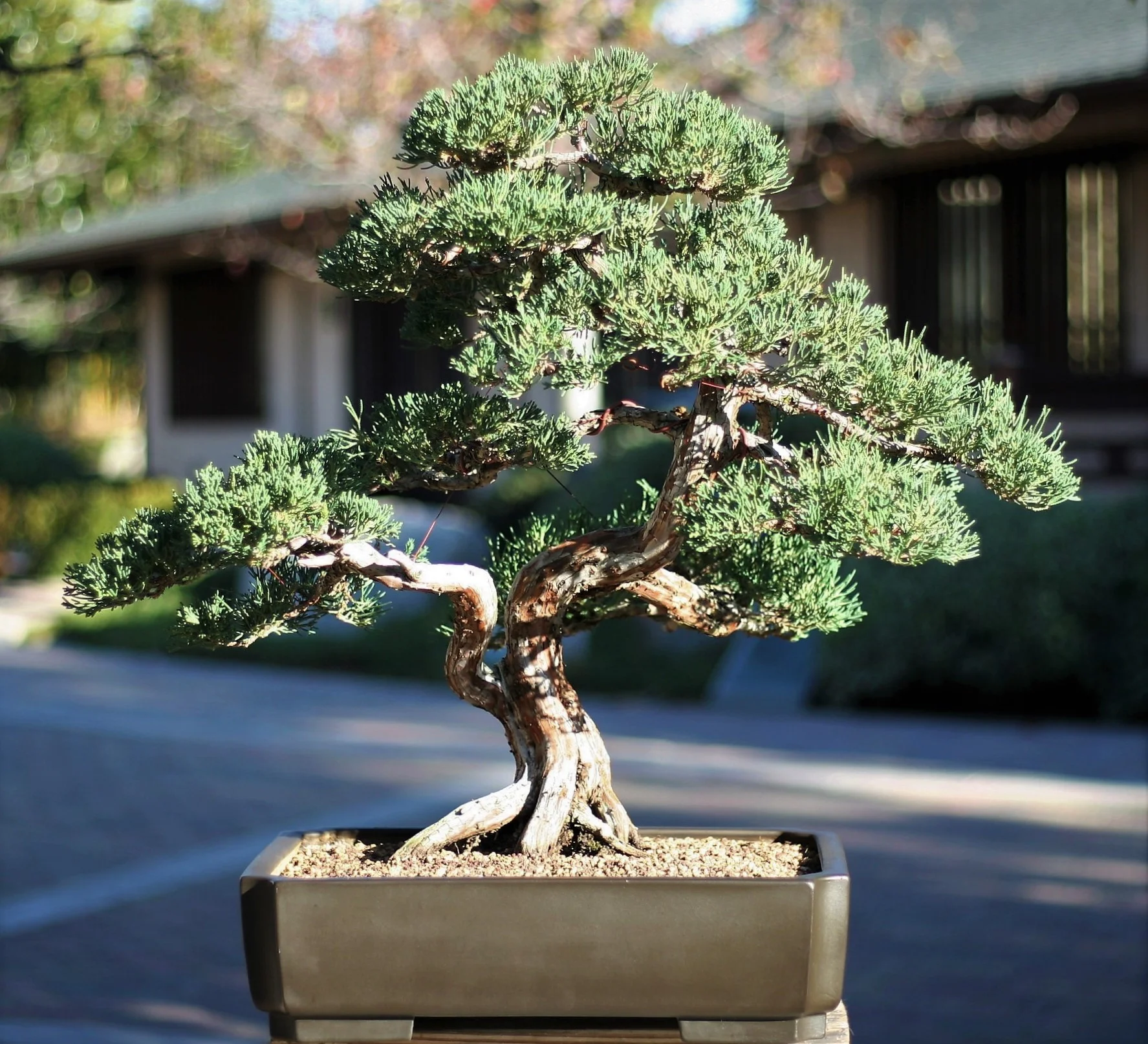Bonsai Collection — Japanese Friendship Garden