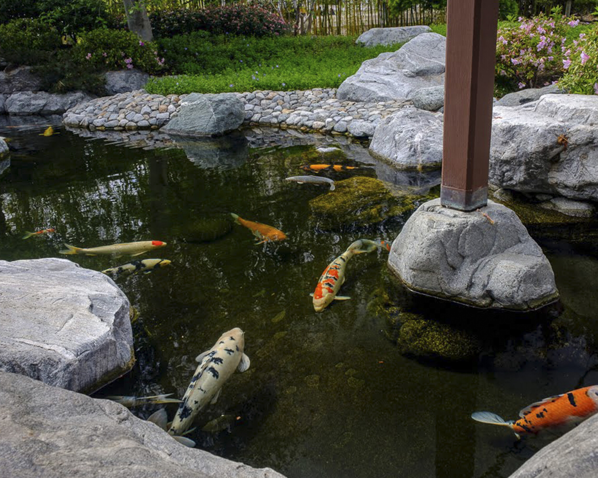 Koi Collection