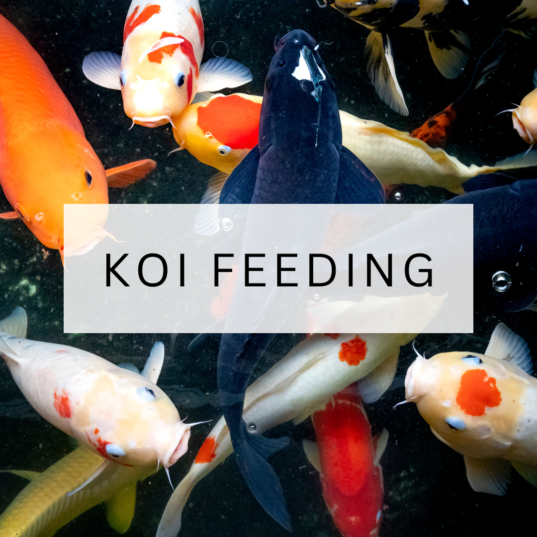 Koi Feeding