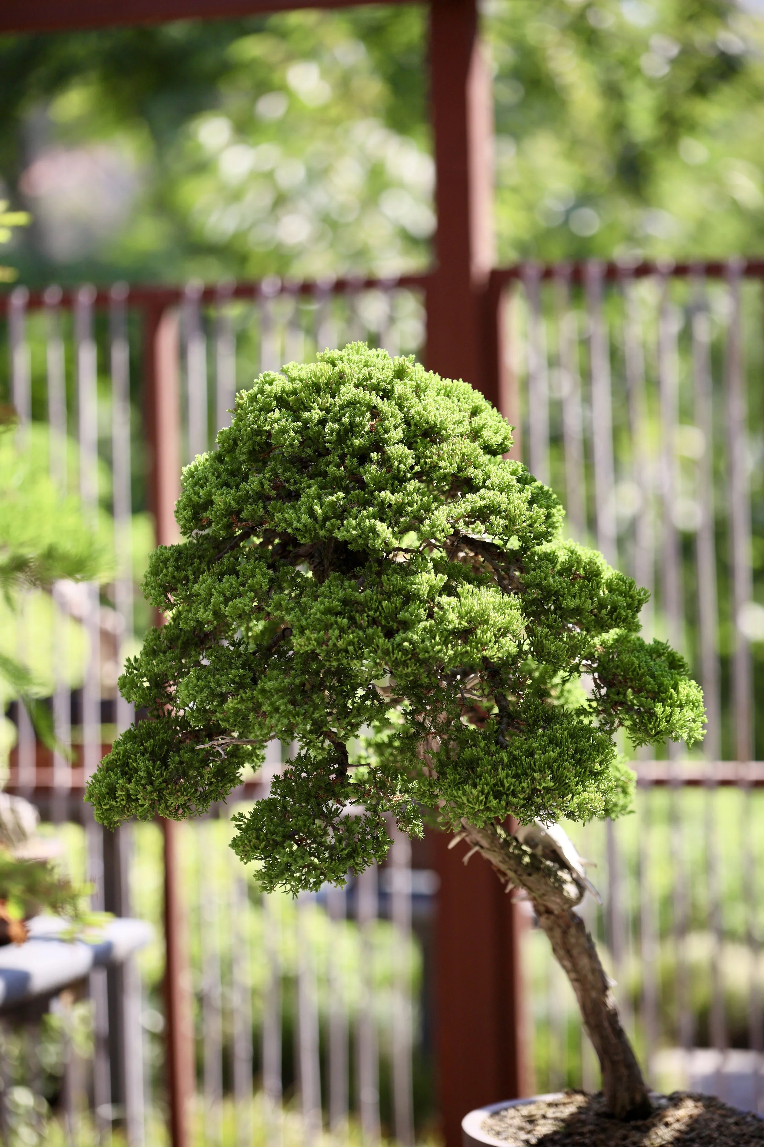 bonsai 1.JPEG