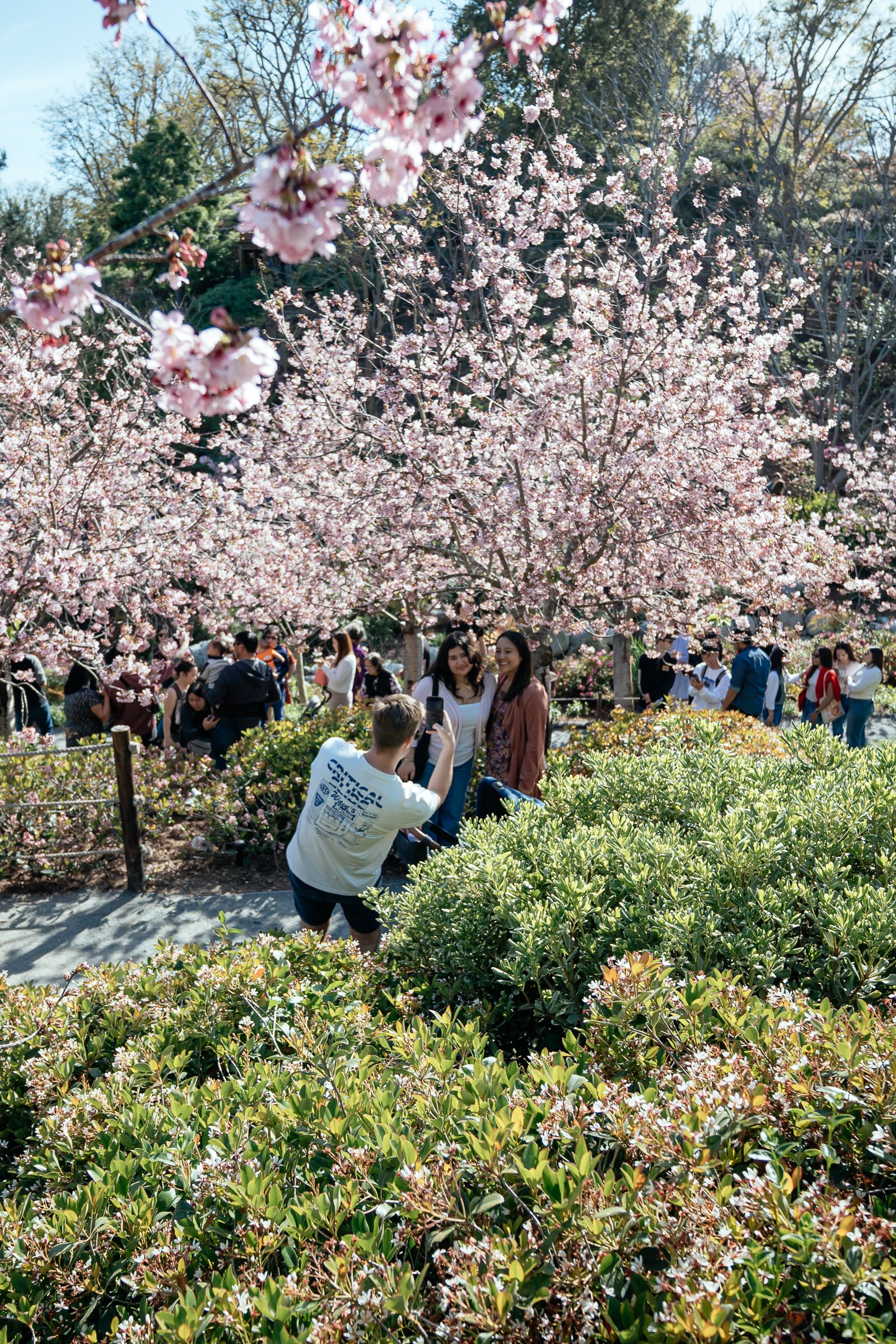 0101_JFGM_CHERRY_BLOSSOM_250315_NBS_4195.JPG