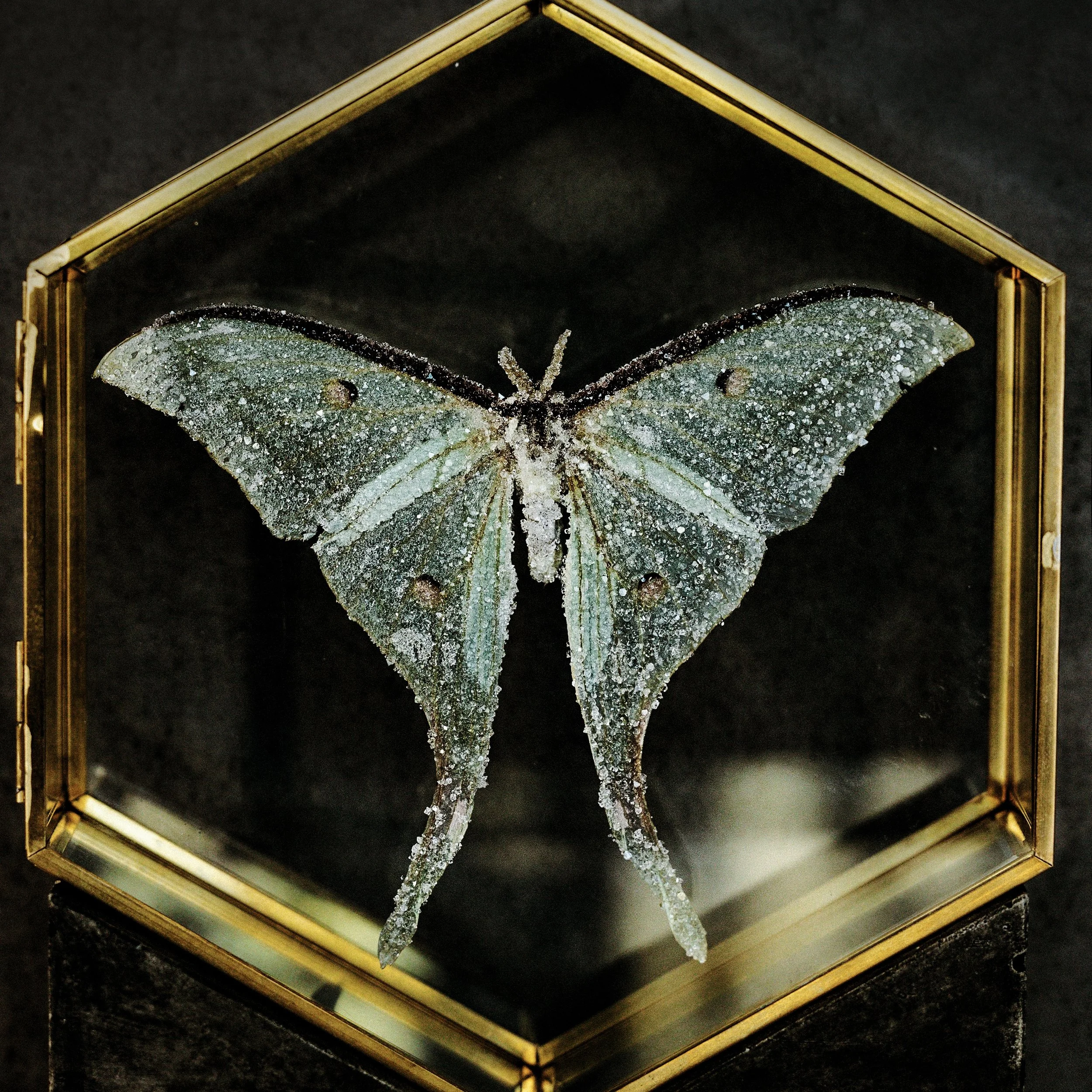 luna_moth.jpg