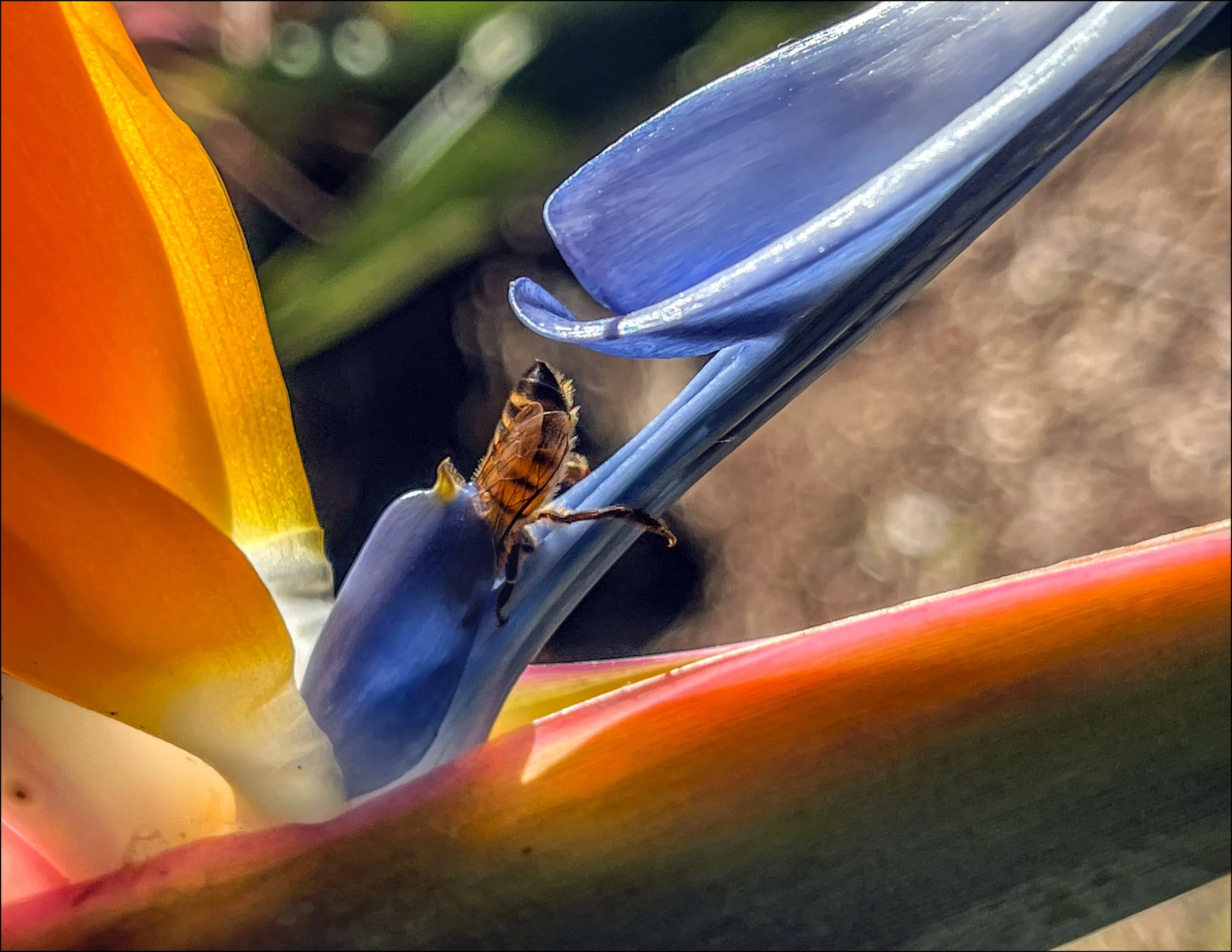 “World Bee Day: A Buzzing Community Celebration” Exhibit 2026