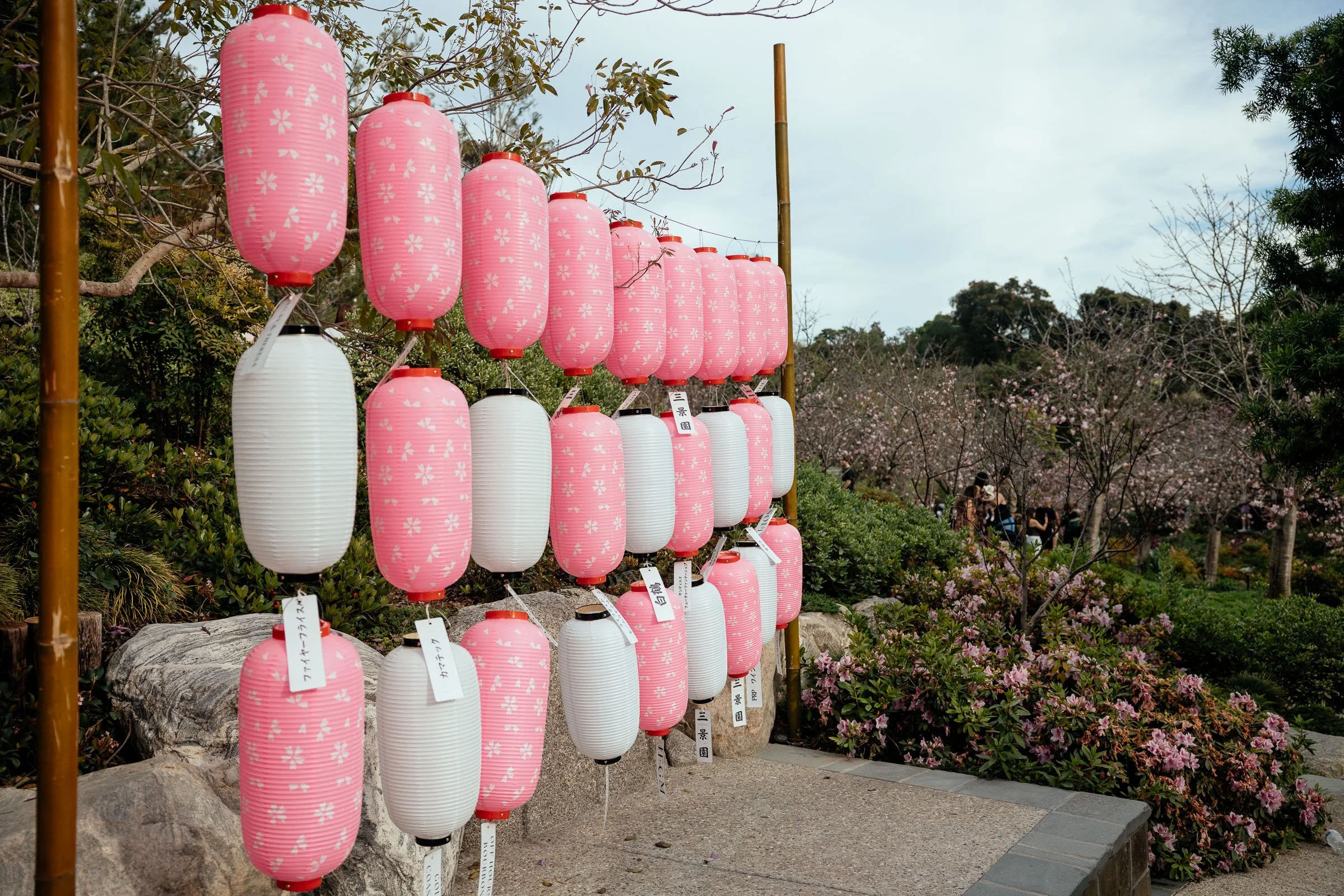 260313_CHERRY_BLOSSOM_FEST_JFGM-62 (1).JPG