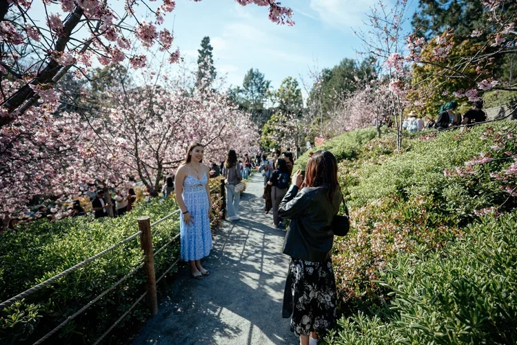 0102_JFGM_CHERRY_BLOSSOM_250315_NBS_4197.webp