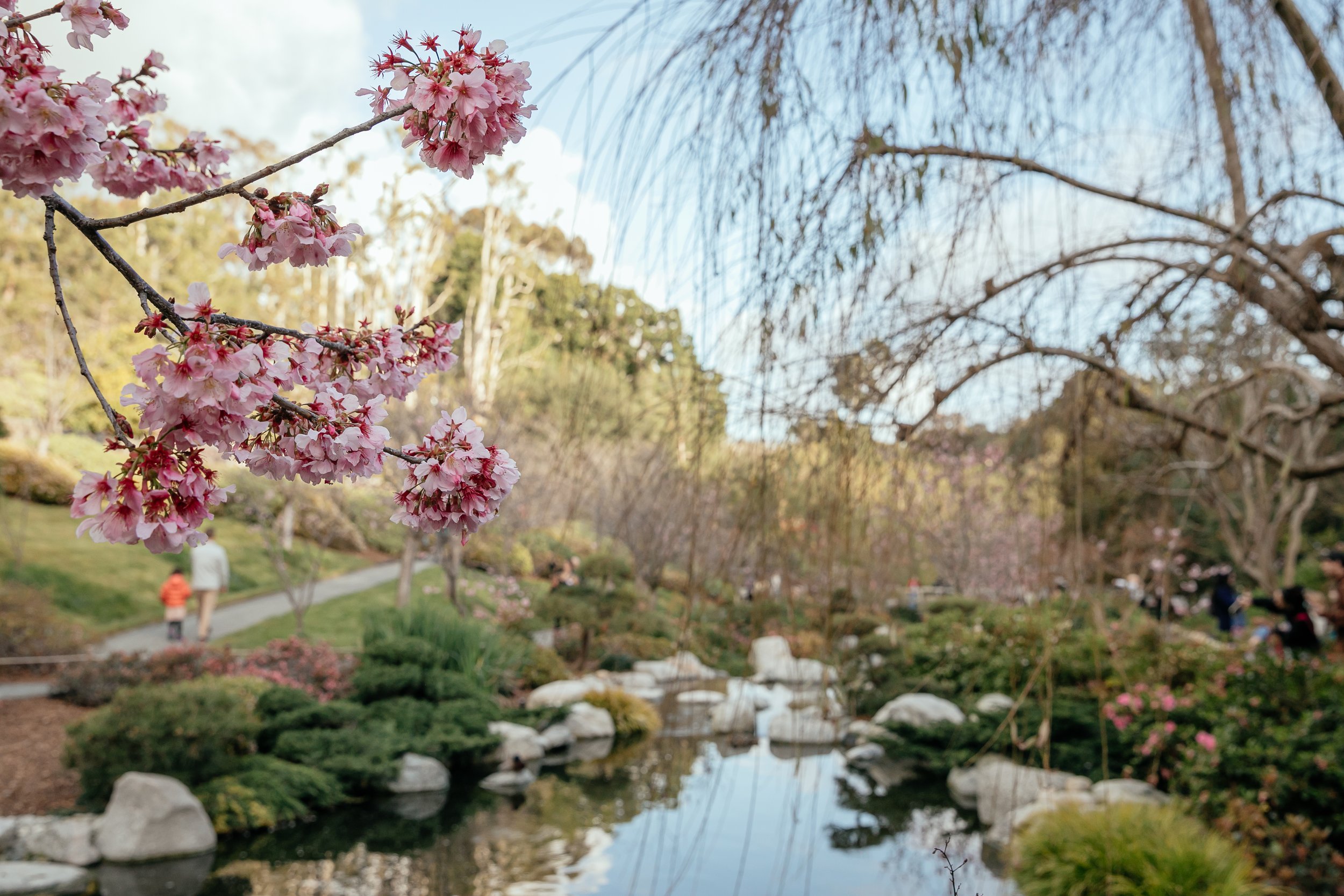 0130_JAPANESE_FRIENDSHIP_GARDEN_5B8A6081.JPG