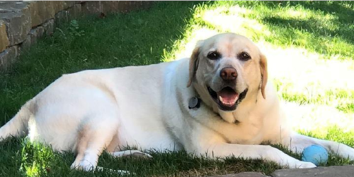 Dog.png