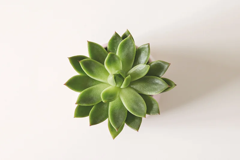VWS Blog 2019-6-FrogSong Body Balm Highlight.jpg