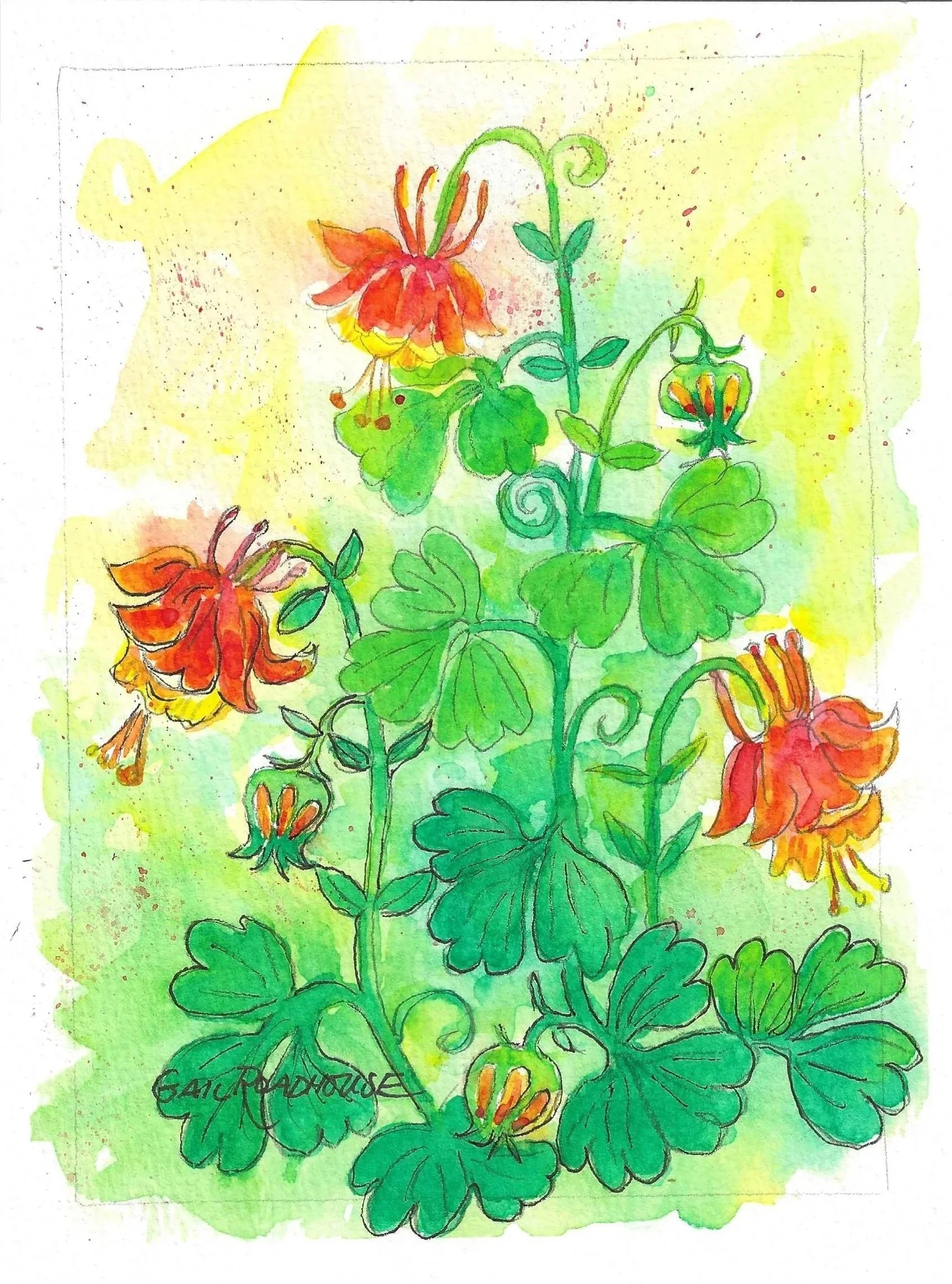 Red%2BColumbine%2Bwc%2B5x7.jpg